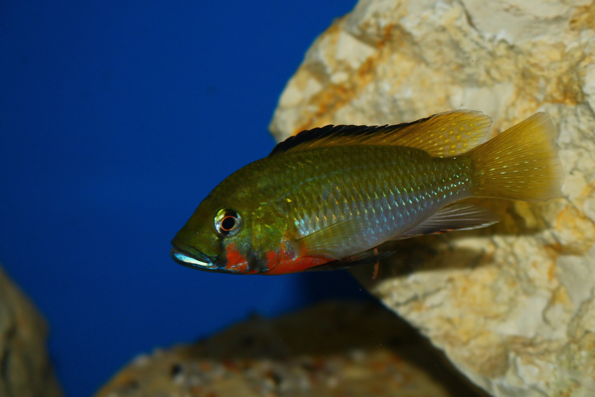 Thoracochromis brauschi