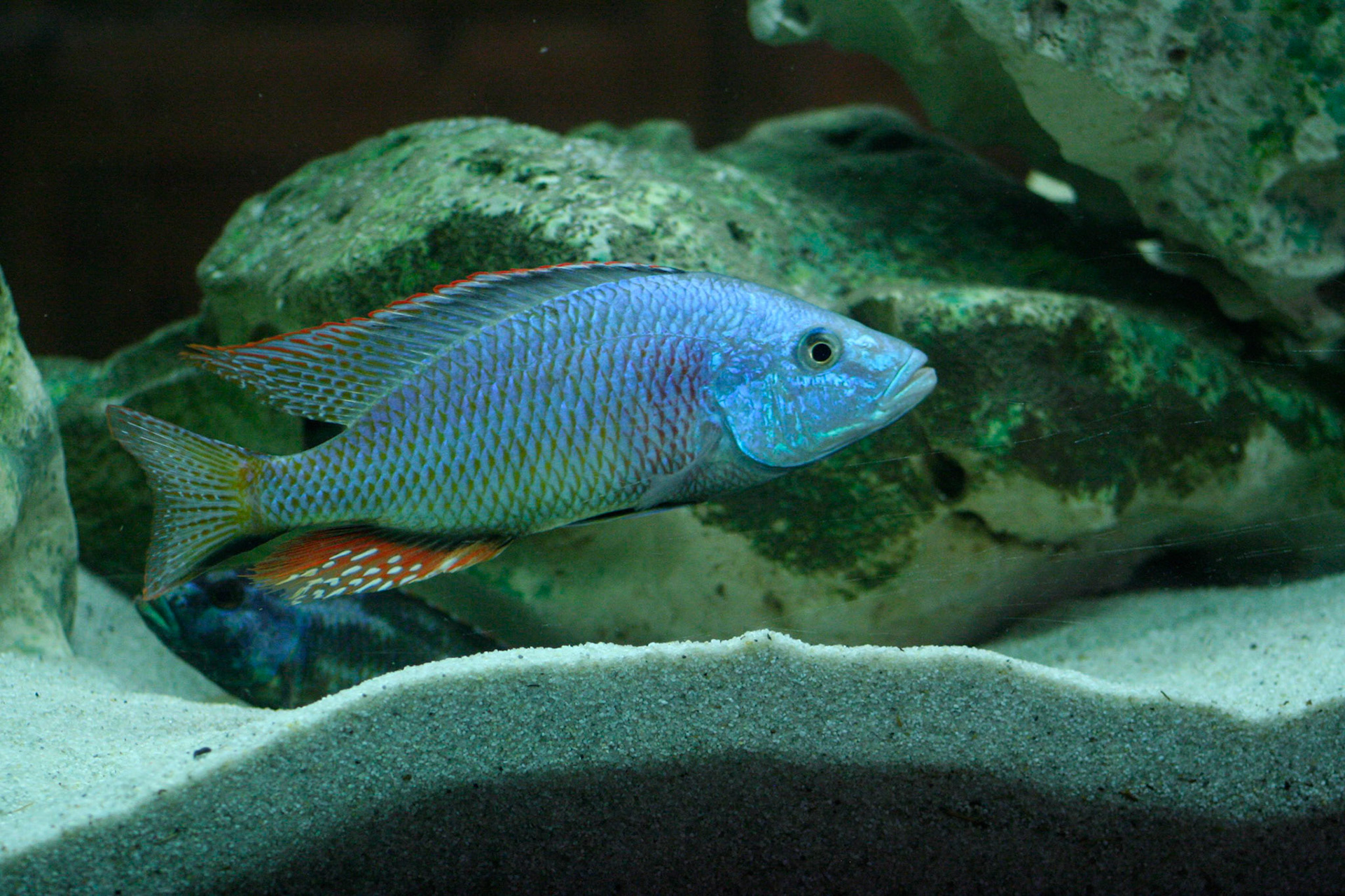 Tonisafricancichlids Dimidiochromis strigatus