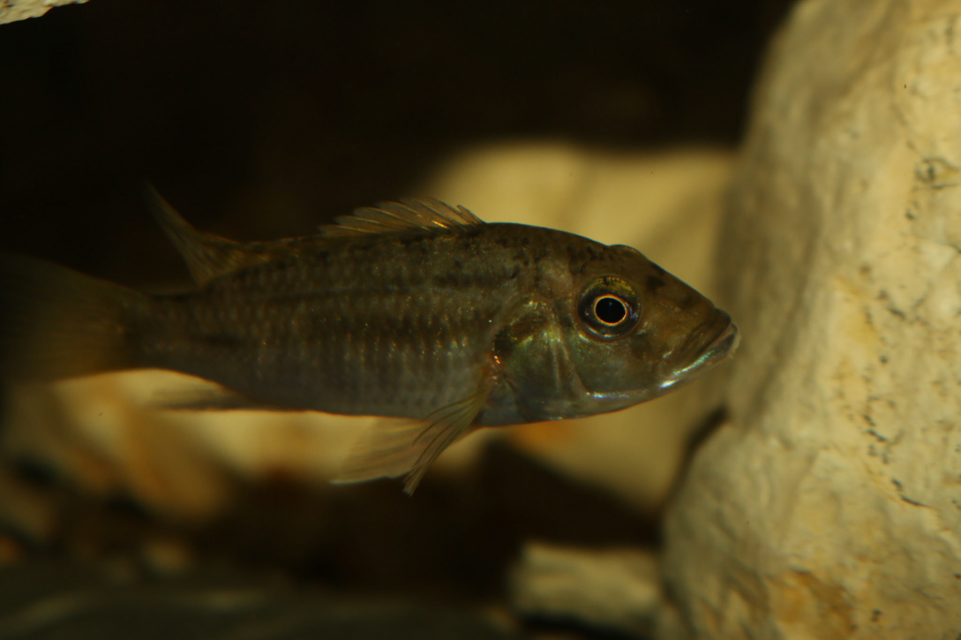 Thoracochromis brauschi
