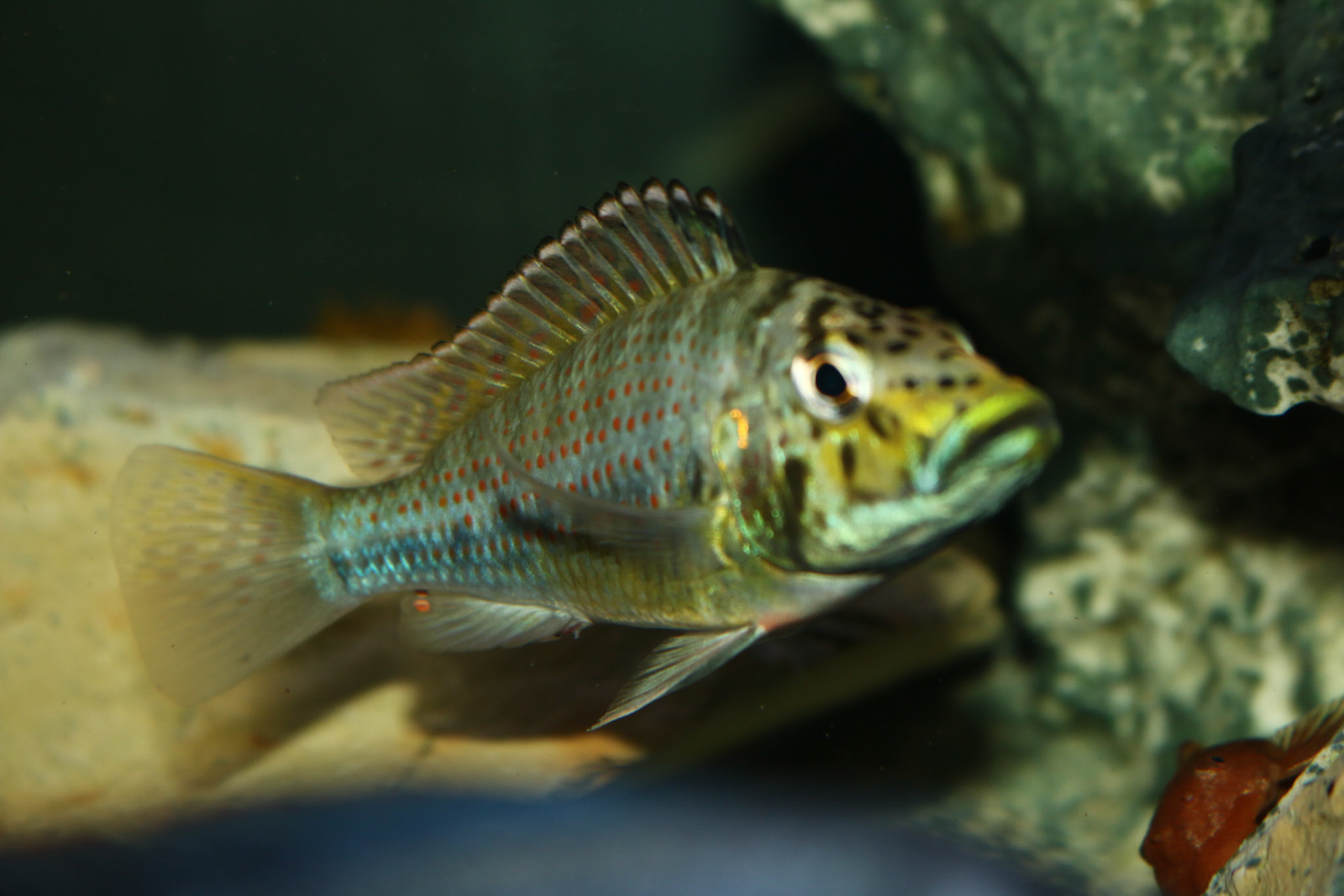Ctenochromis horei