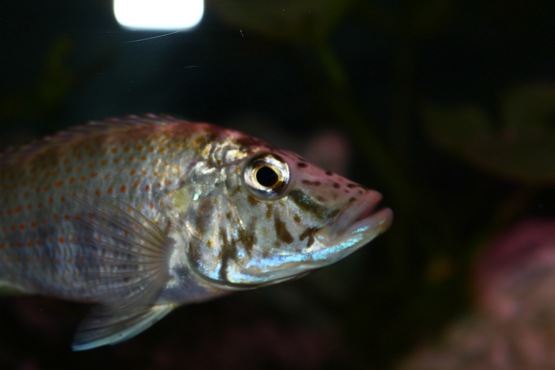 Ctenochromis horei