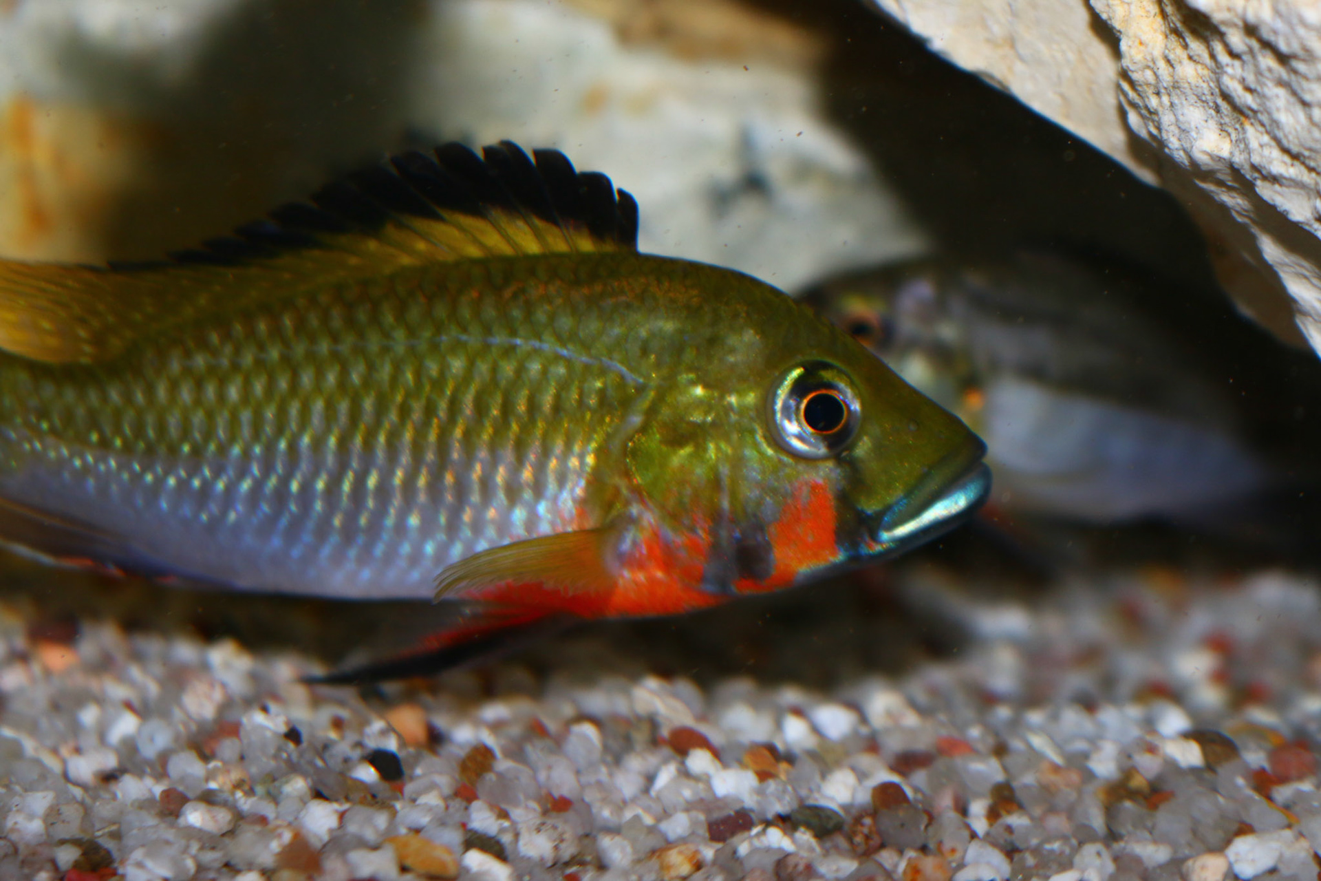 Thoracochromis brauschi