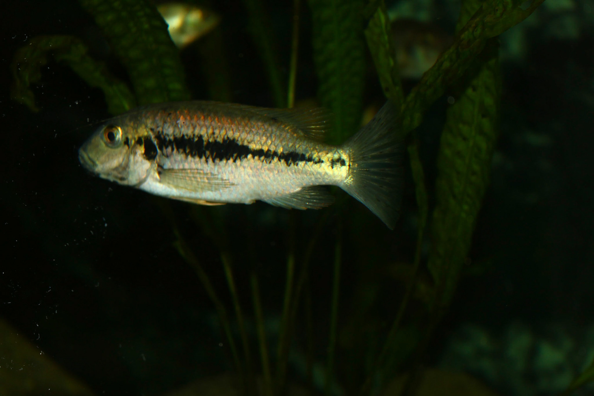 Konia eisentrauti