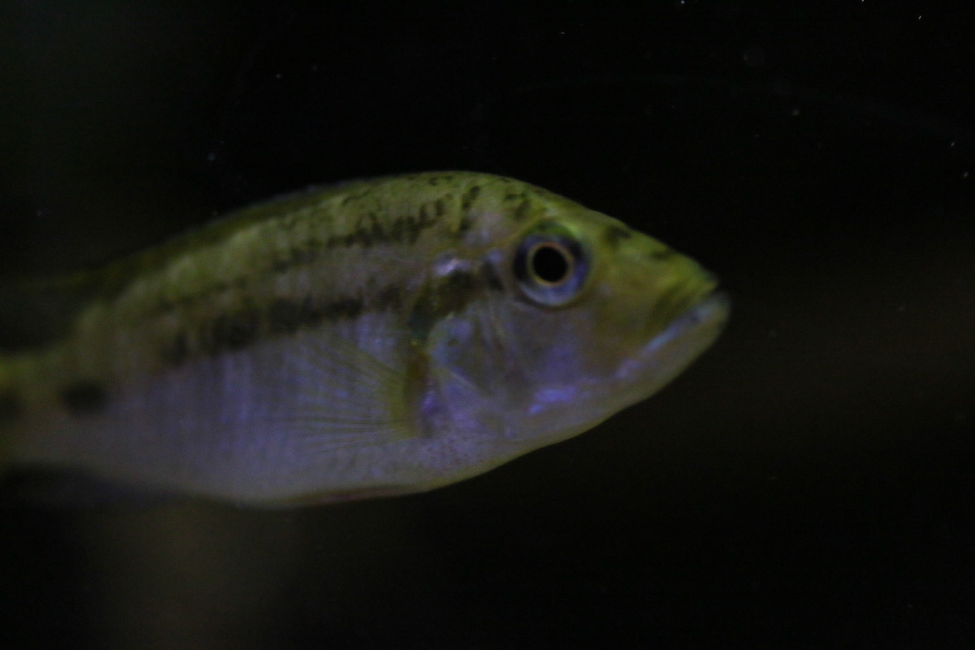 Thoracochromis brauschi