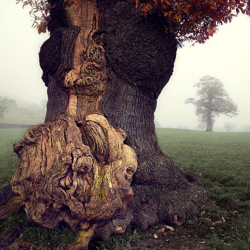 Disemboweled Oak