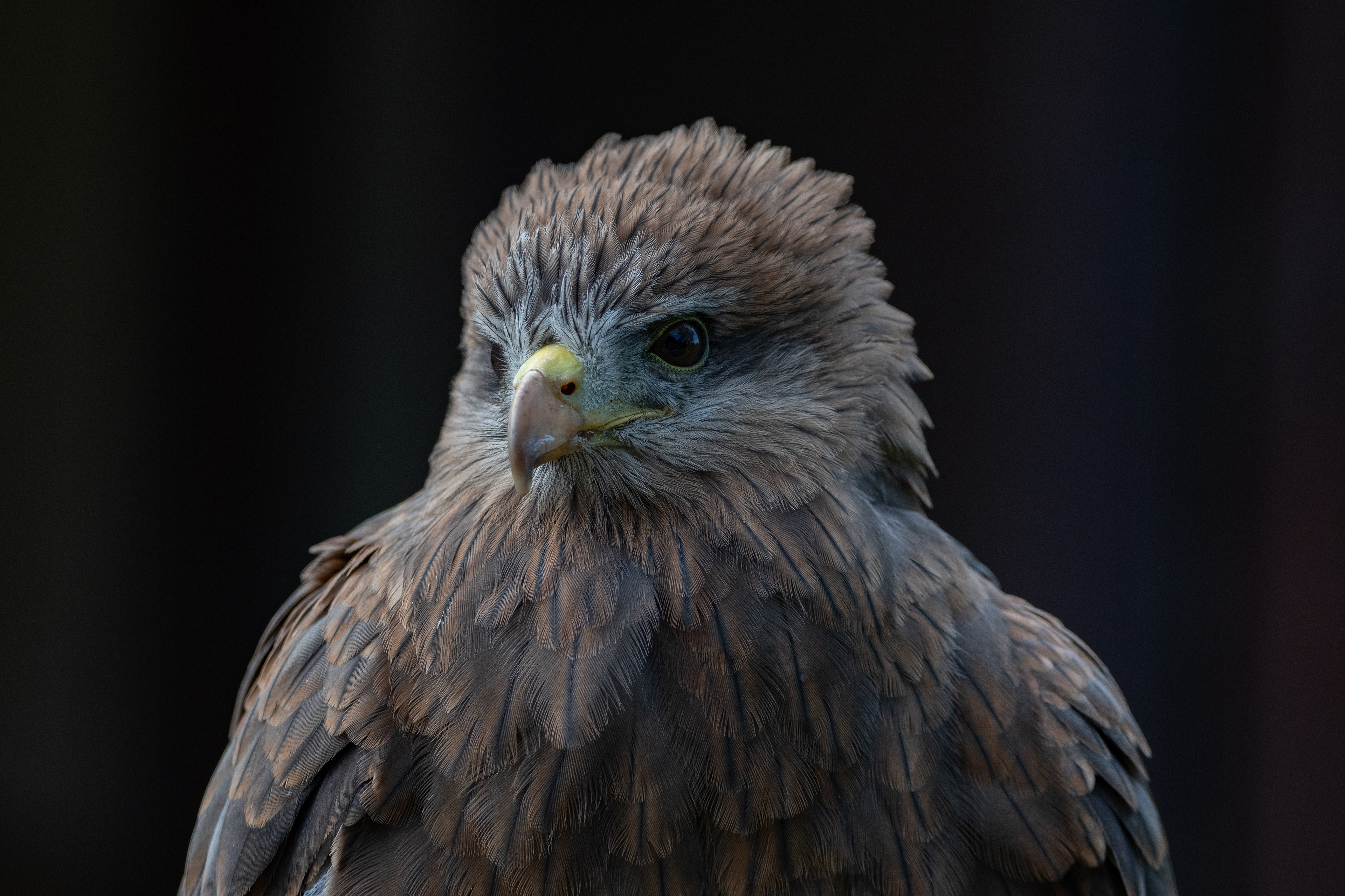 yellow billed kite