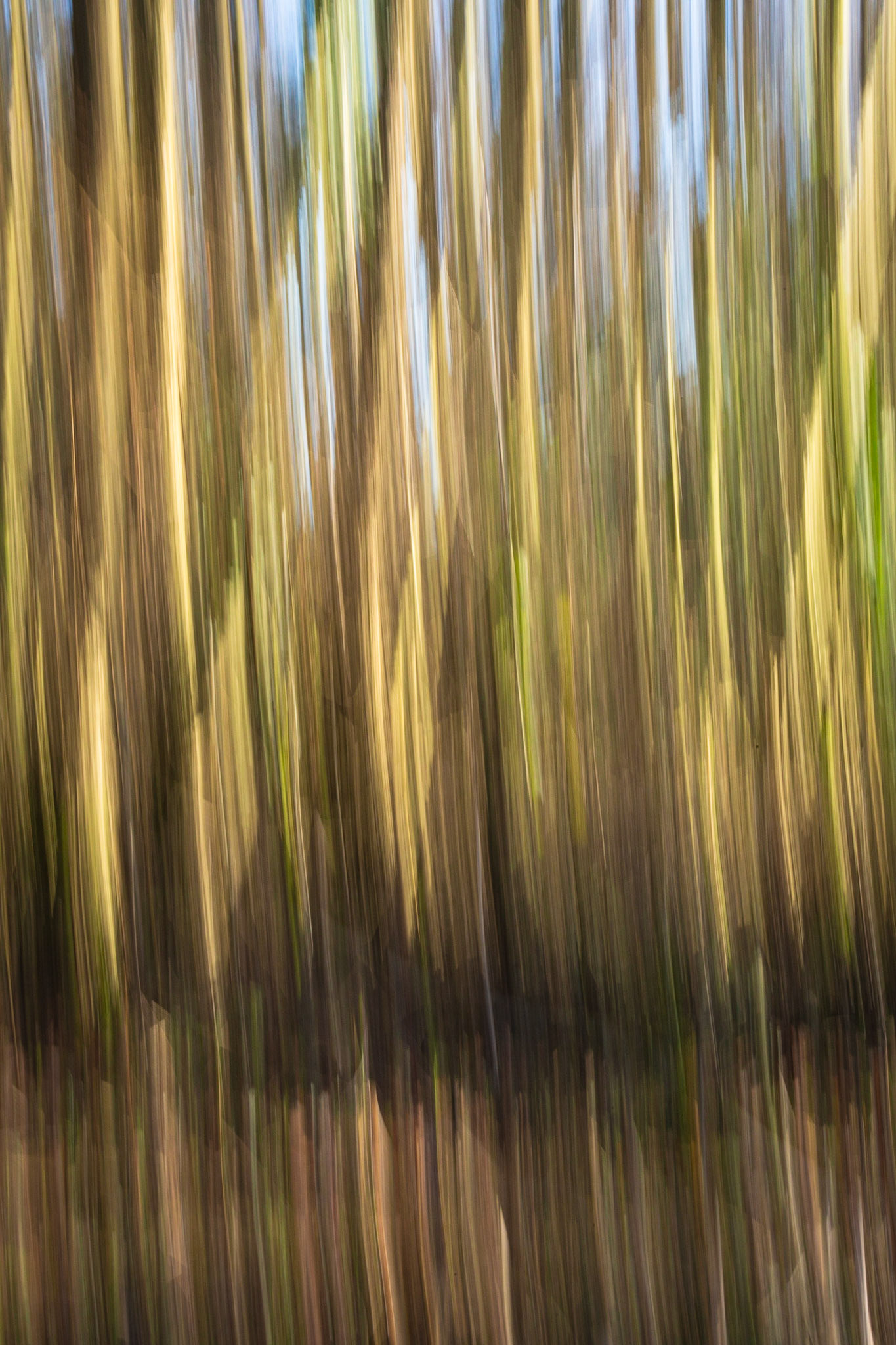Forest spikes