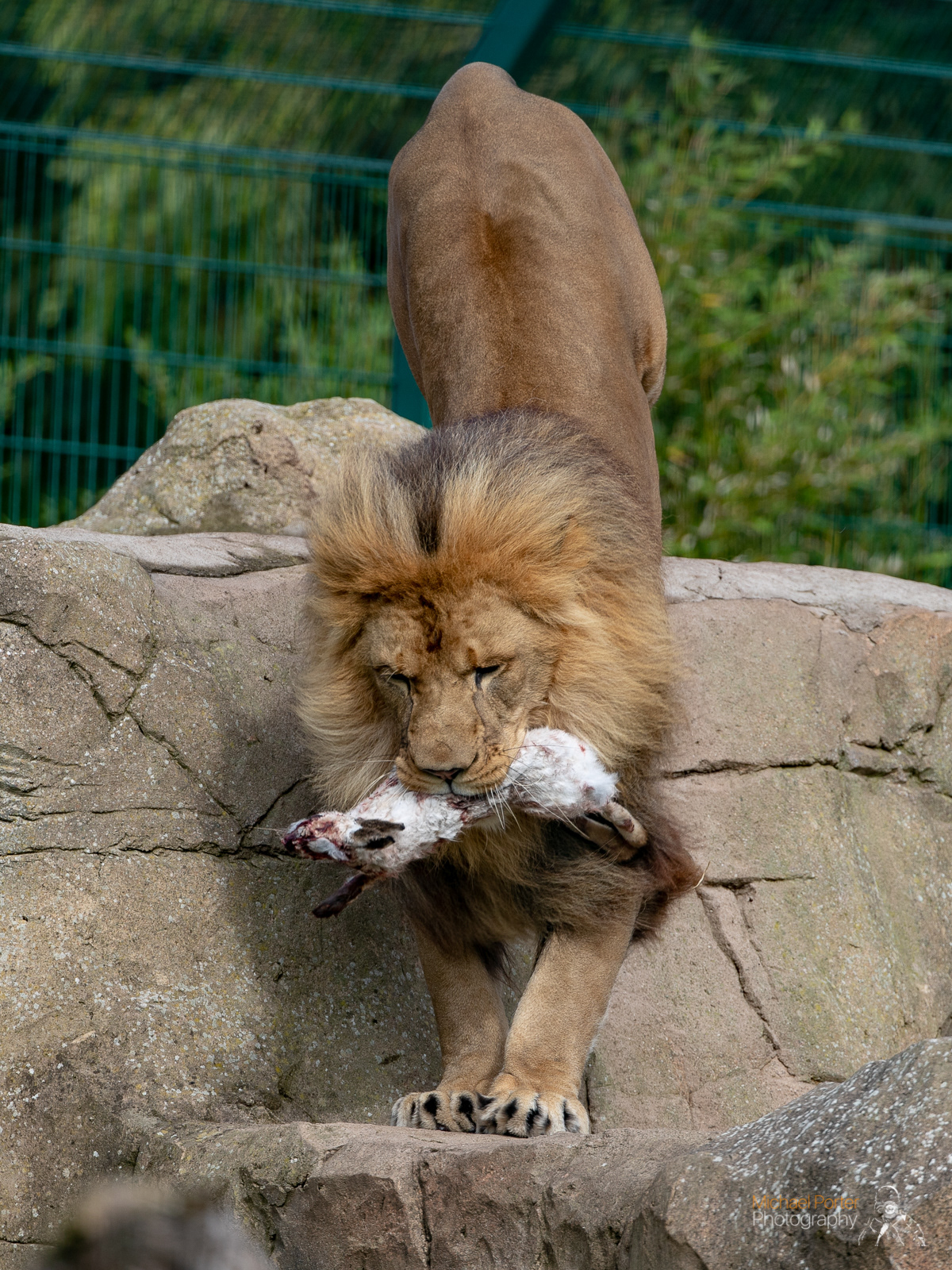 michael-porter-photography-animals-of-blackpool-zoo