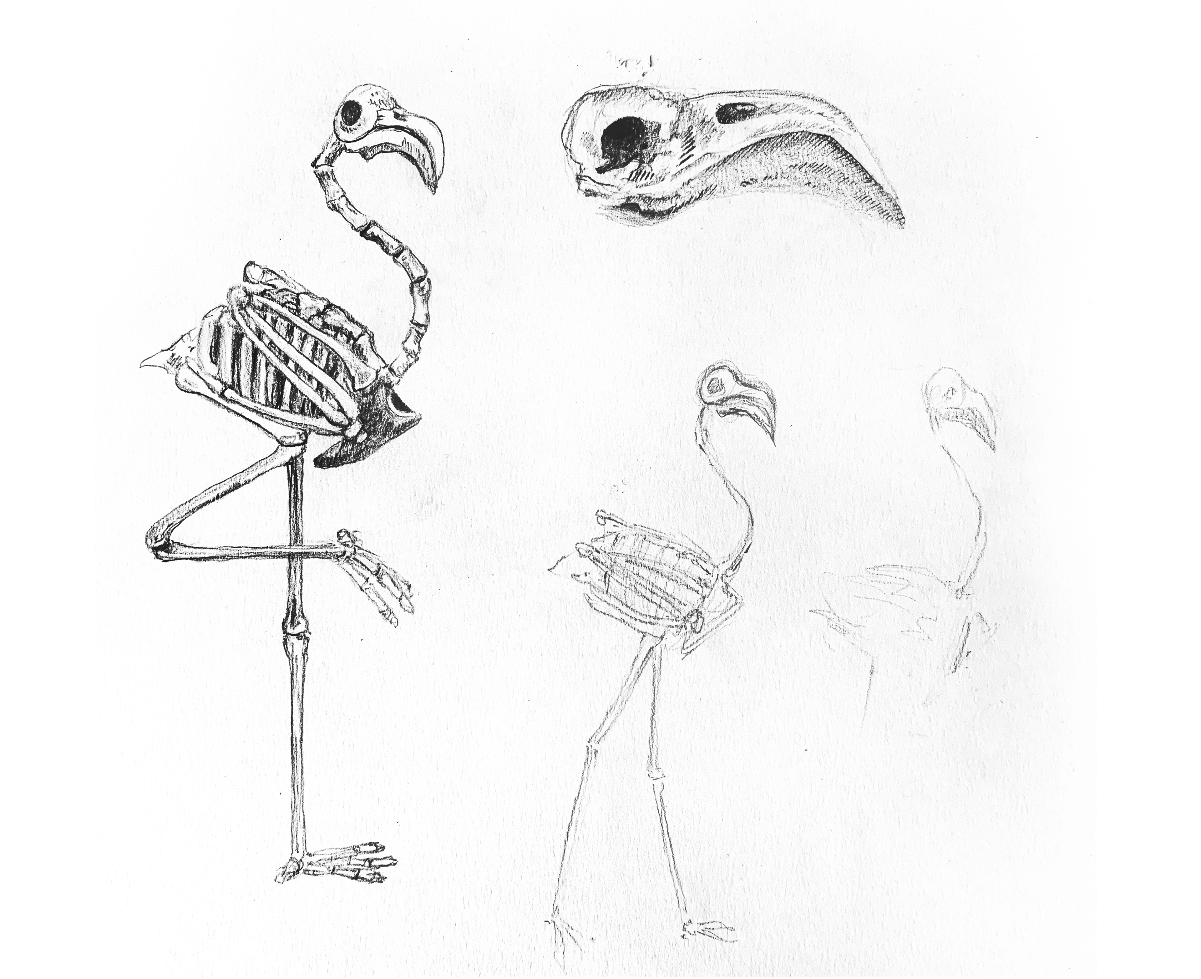 flamingo sketches