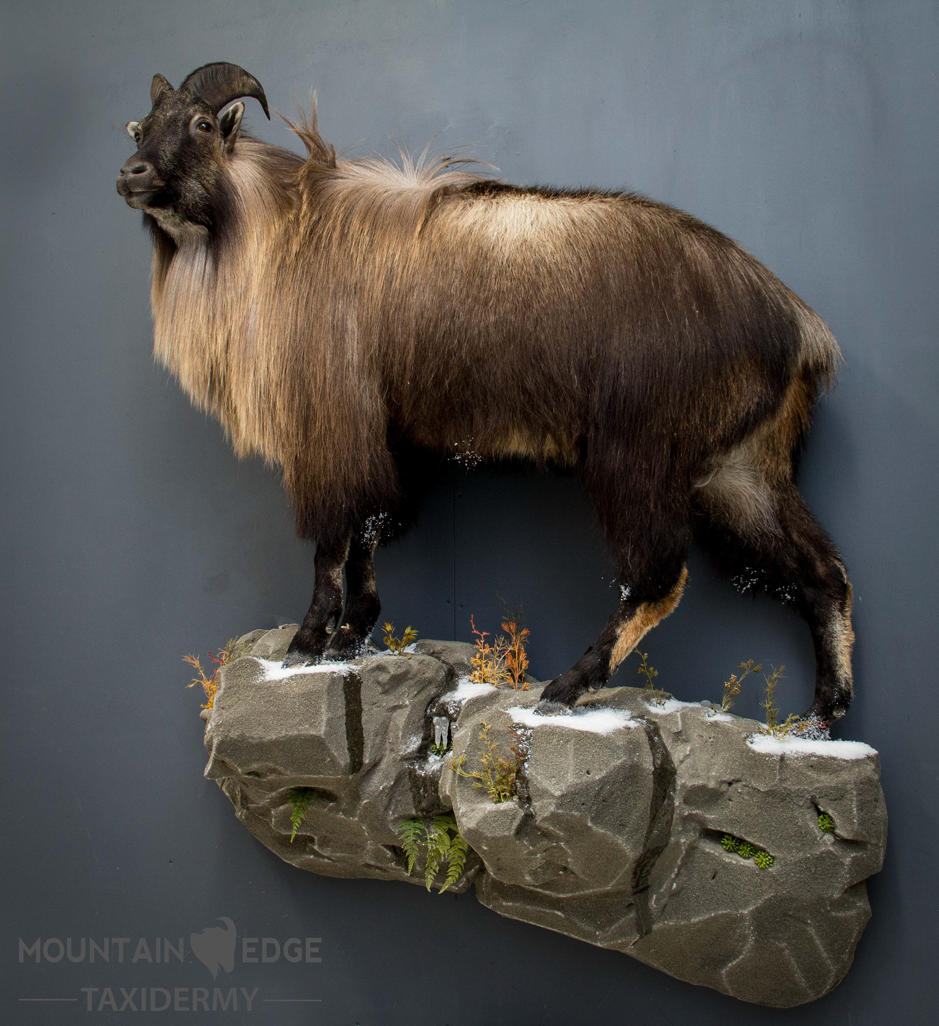 Mountain Edge Taxidermy Fullbody