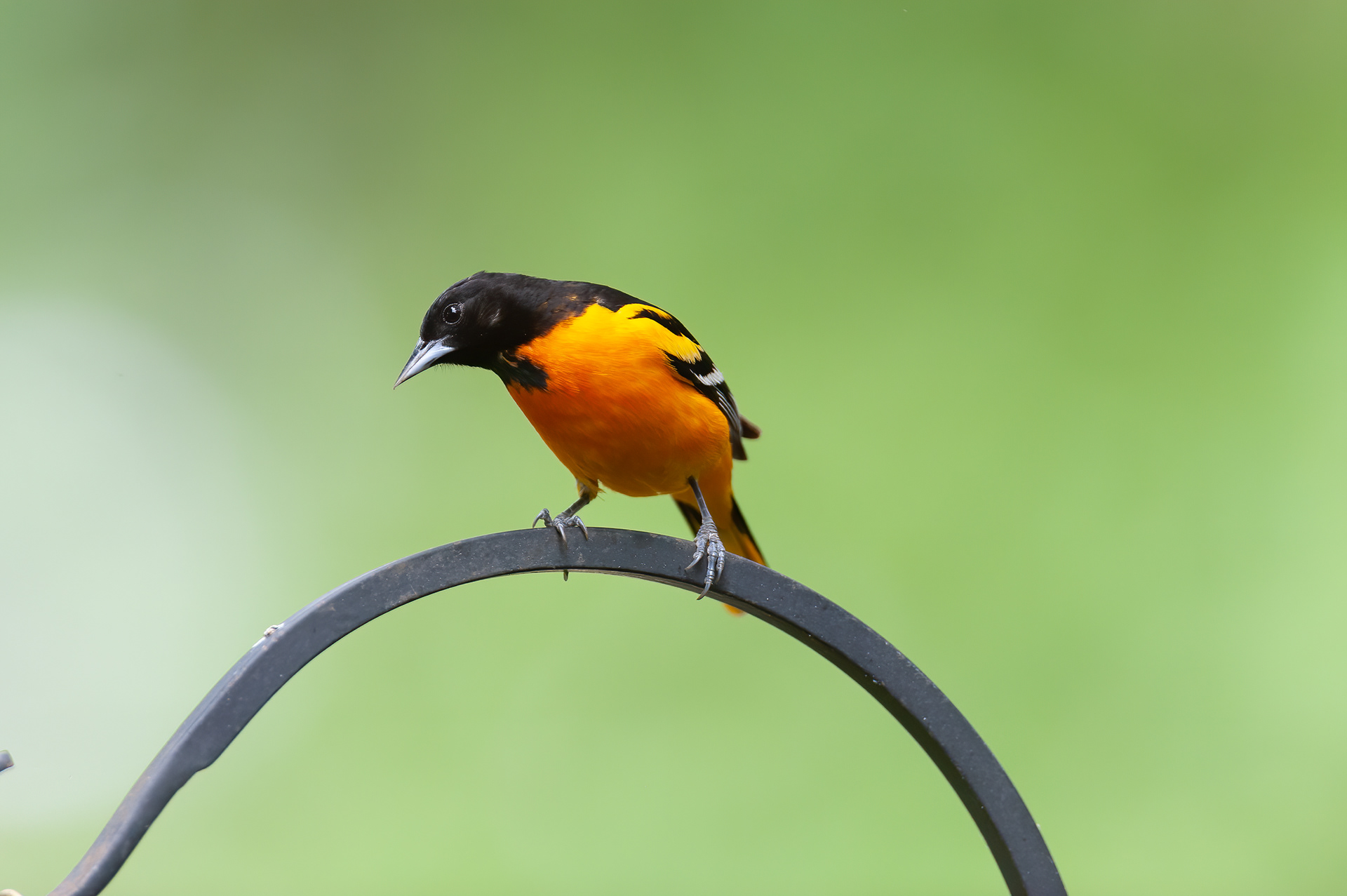 Baltimore Oriole - Male