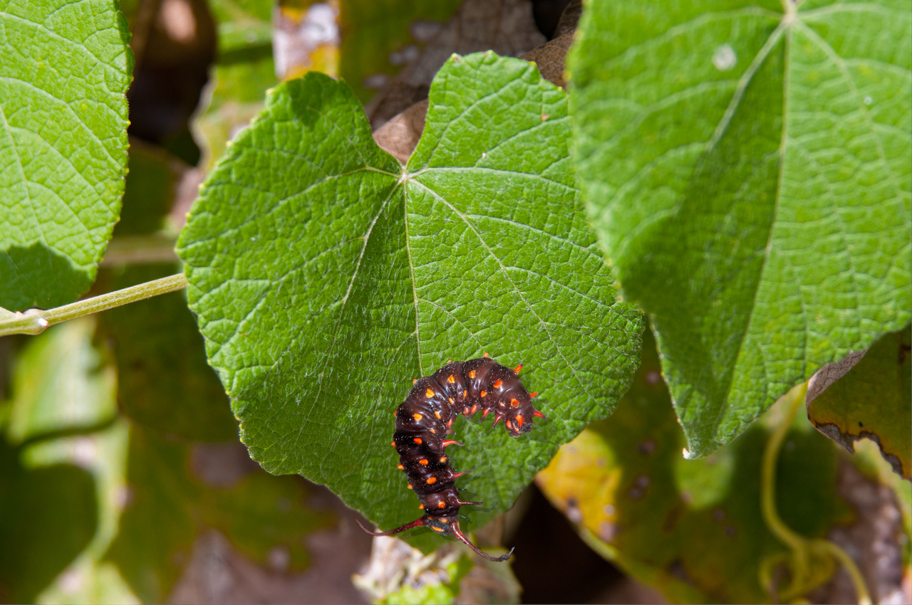 Pipevine Swallowtail Butterfly Caterpillar