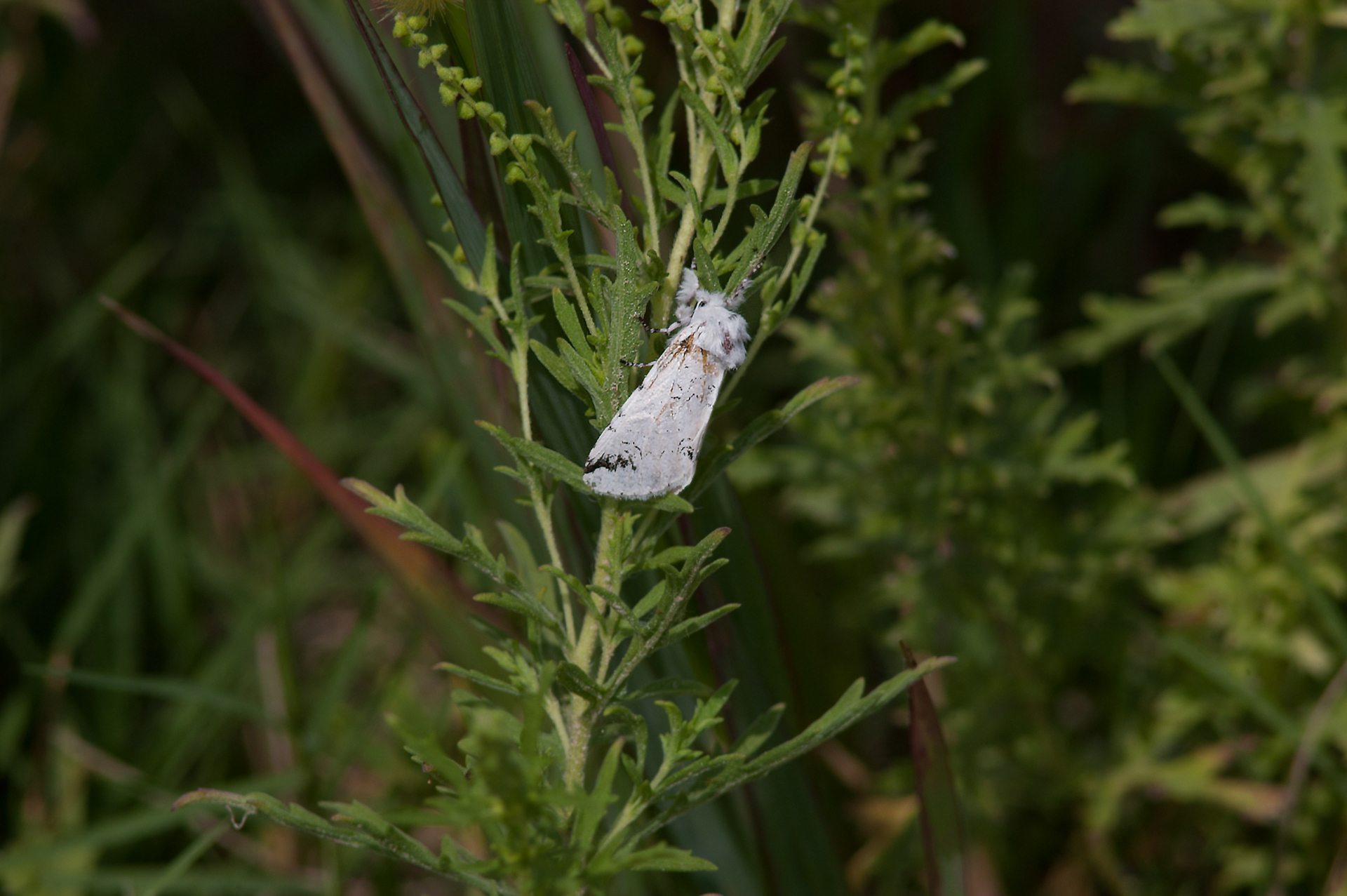 Salt Marsh Moth