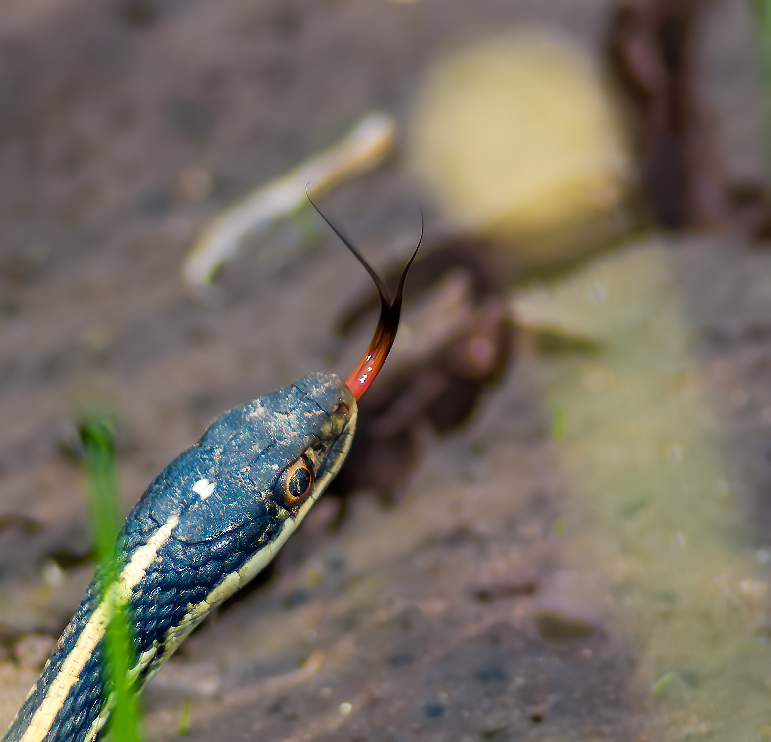range-striped Ribbon Snake (Thamnophis proximus proximus)