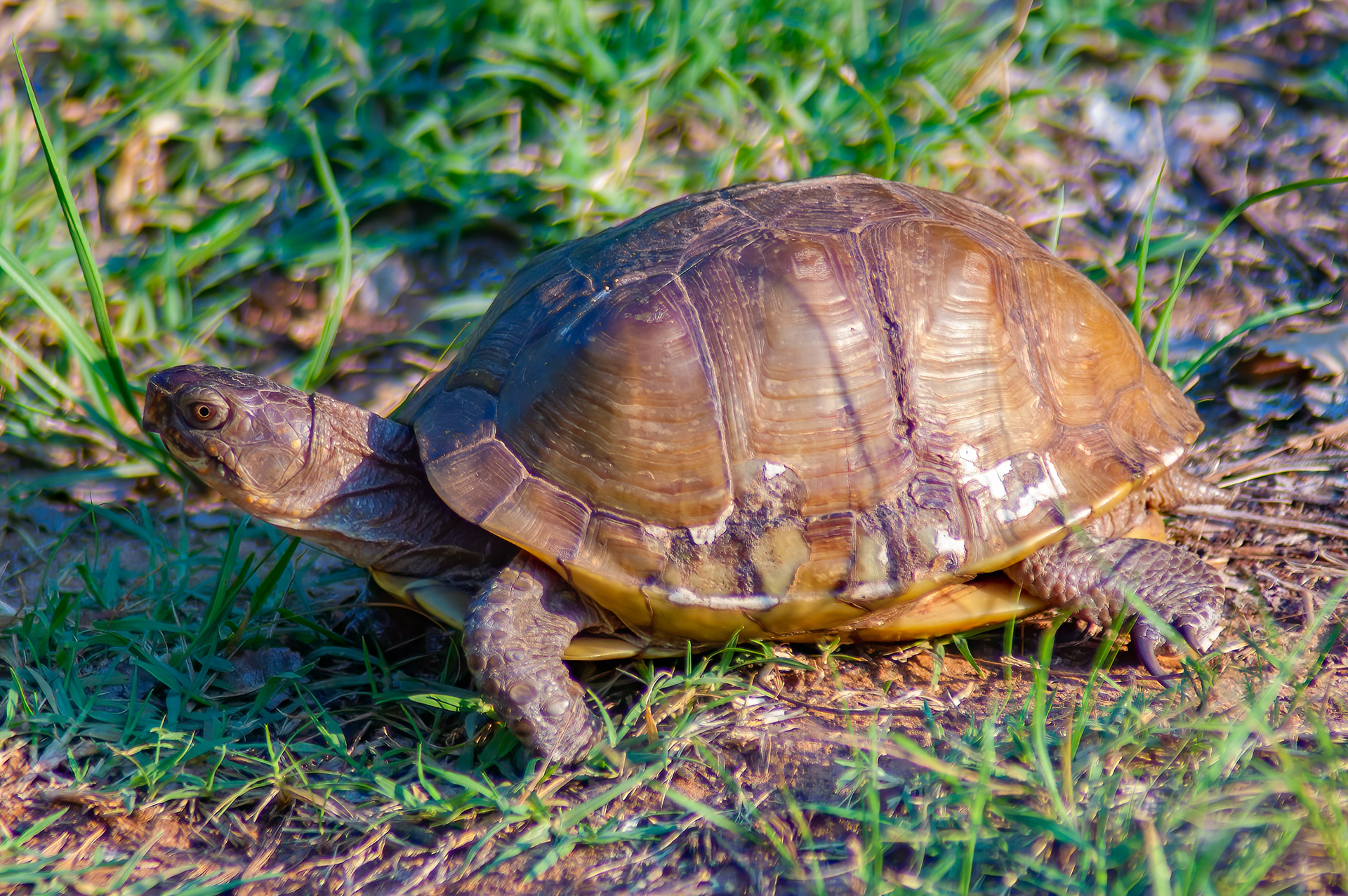 Three-toed Box Turtle (Terrapene carolina triunguis)