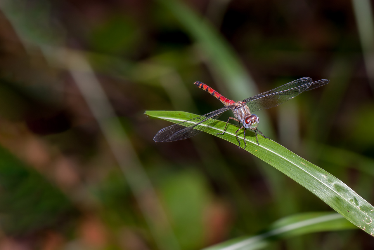 Blue-faced Meadowhawk Dragonfly