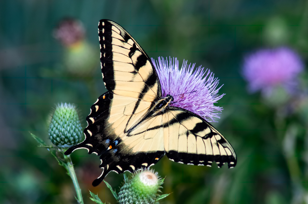 Eastern Tiger Swallowtail Butterfly
