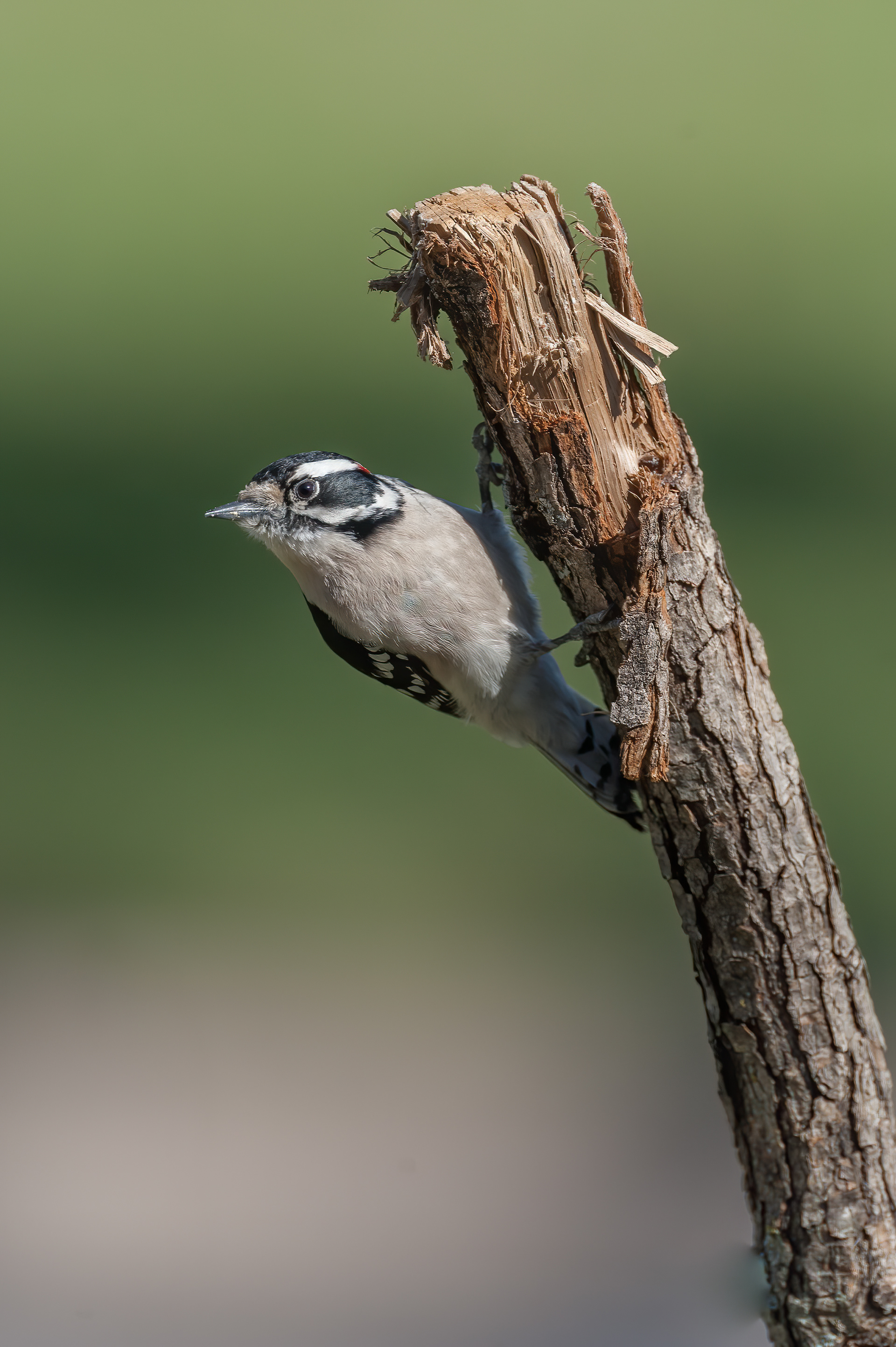 Downy Woodpecker - Male