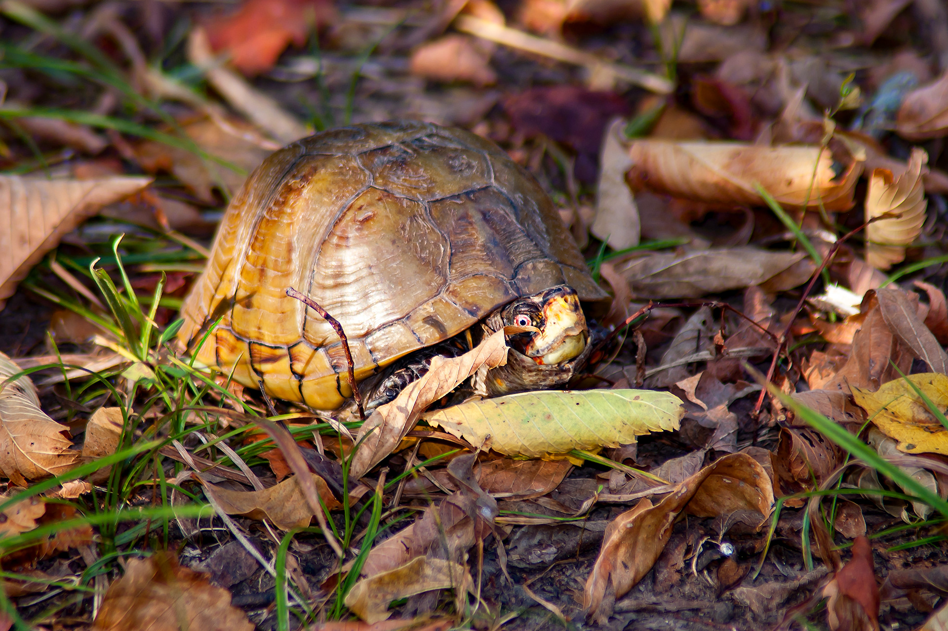 Three-toed Box Turtle (Terrapene carolina triunguis)