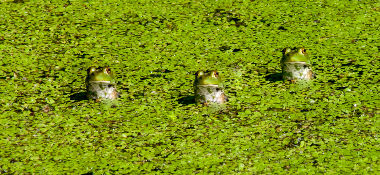 Bull frog trio in Dickweed