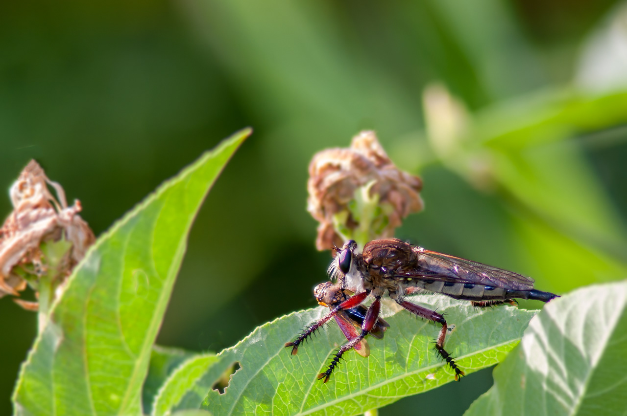 Robber Fly (Promachus hinei withNroad-headed Sharphshooter