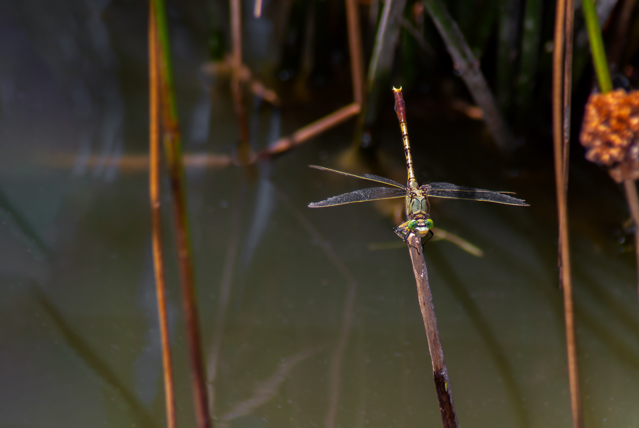 Jade Clubtail Dragonfly