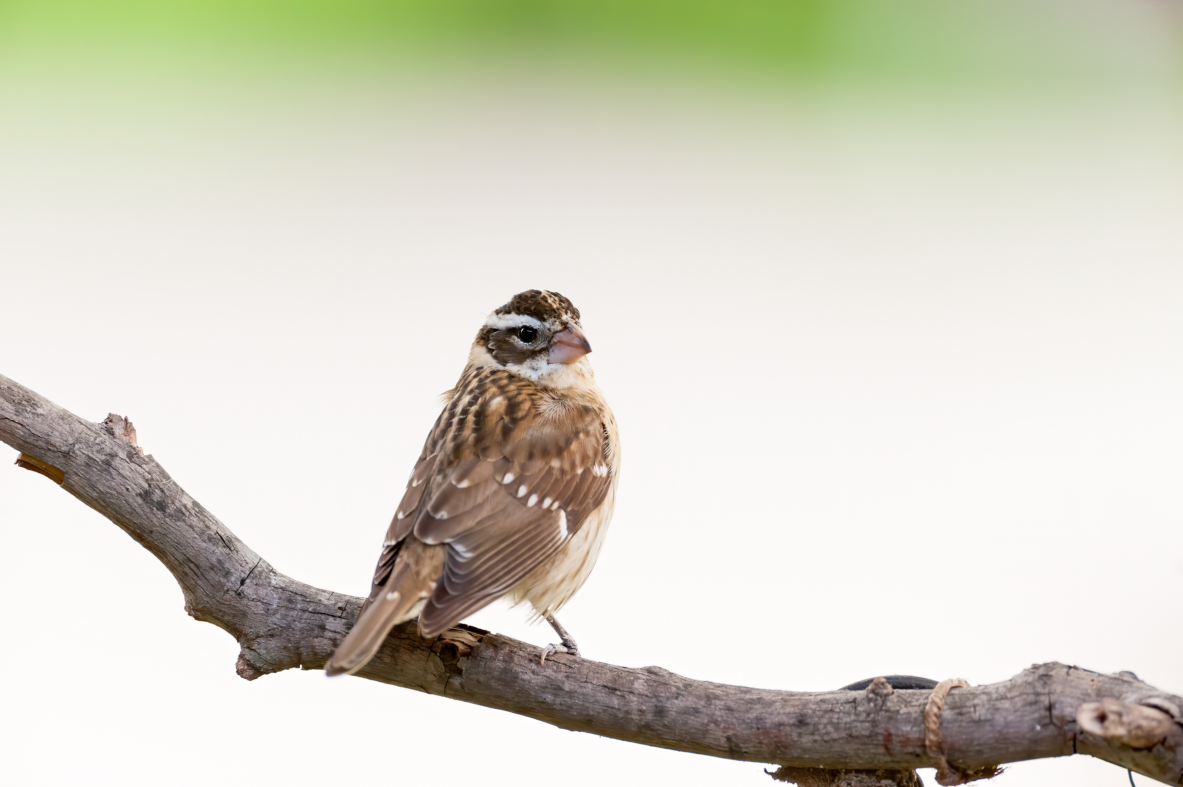 Rose-breasted Grosbeak - Female (Pheucticus ludovicianus)