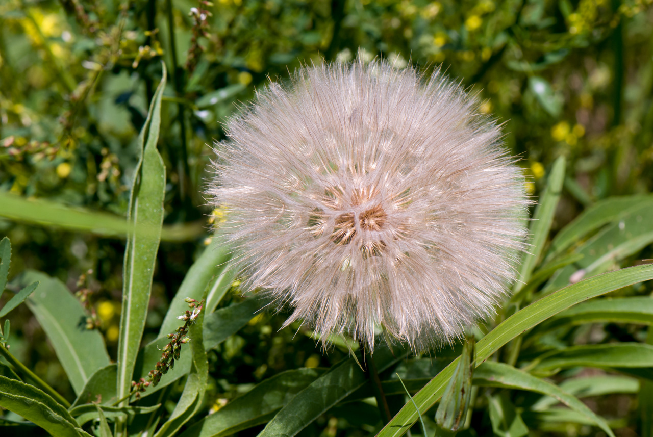 Goatsbeard Plant