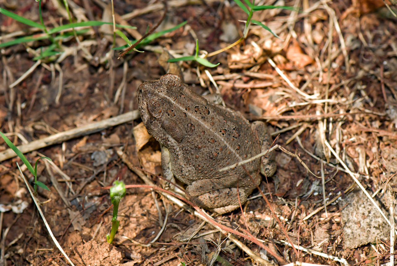 Woodhouse Toad