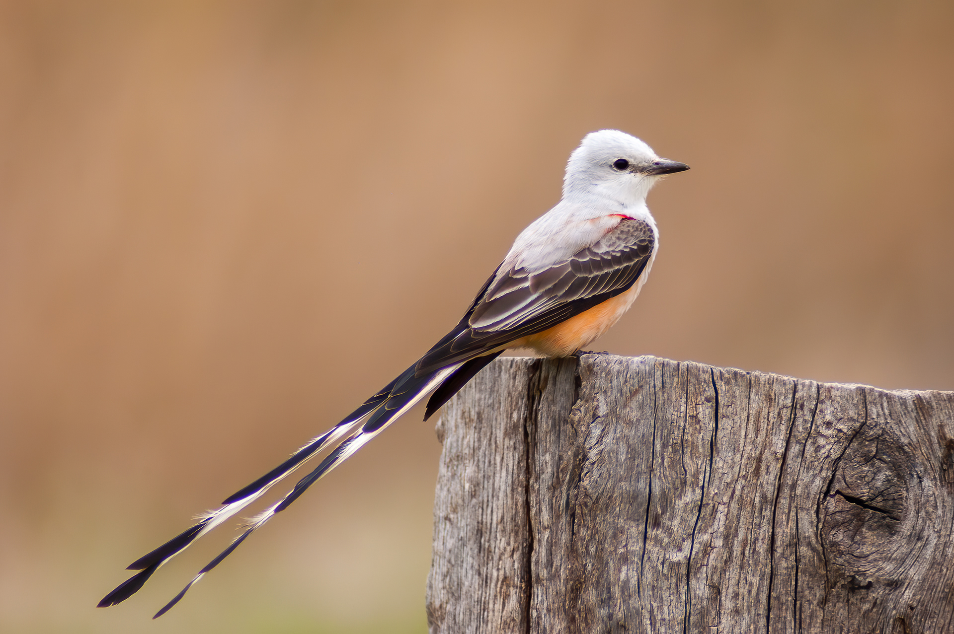 Scissor-tailed Flycatcher (