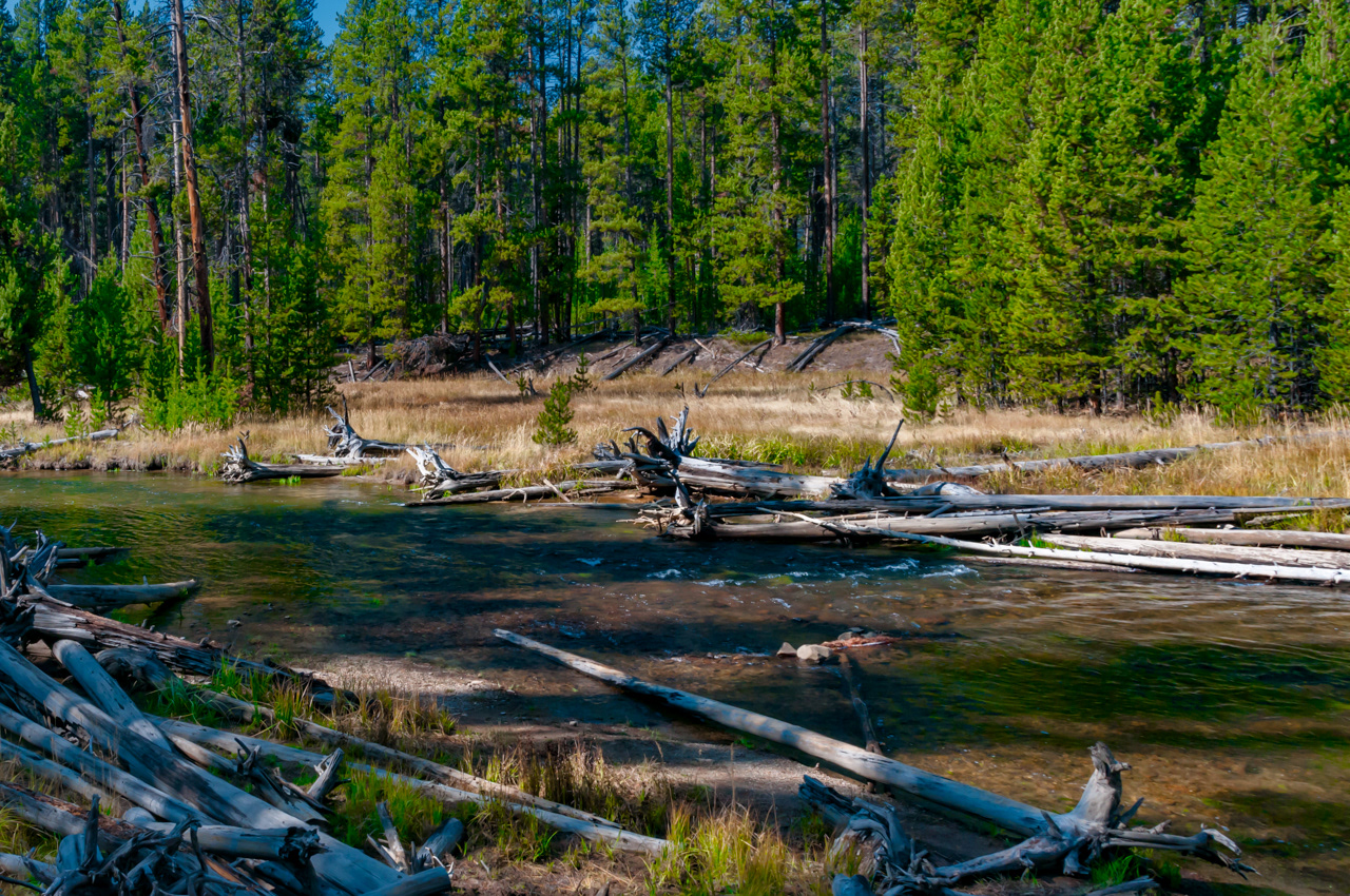 Gibbon River Yellowstone National Park
