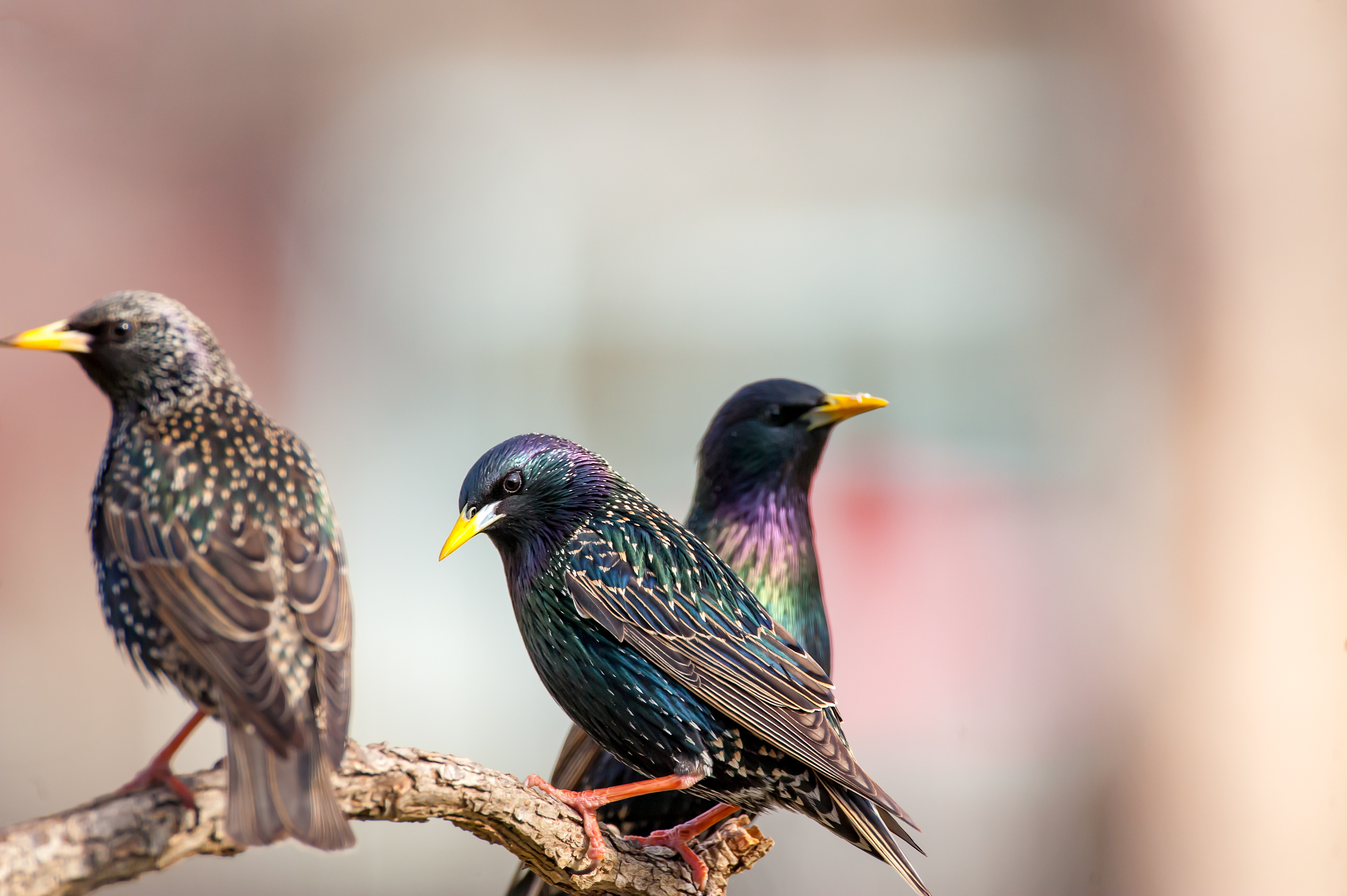Common Starling