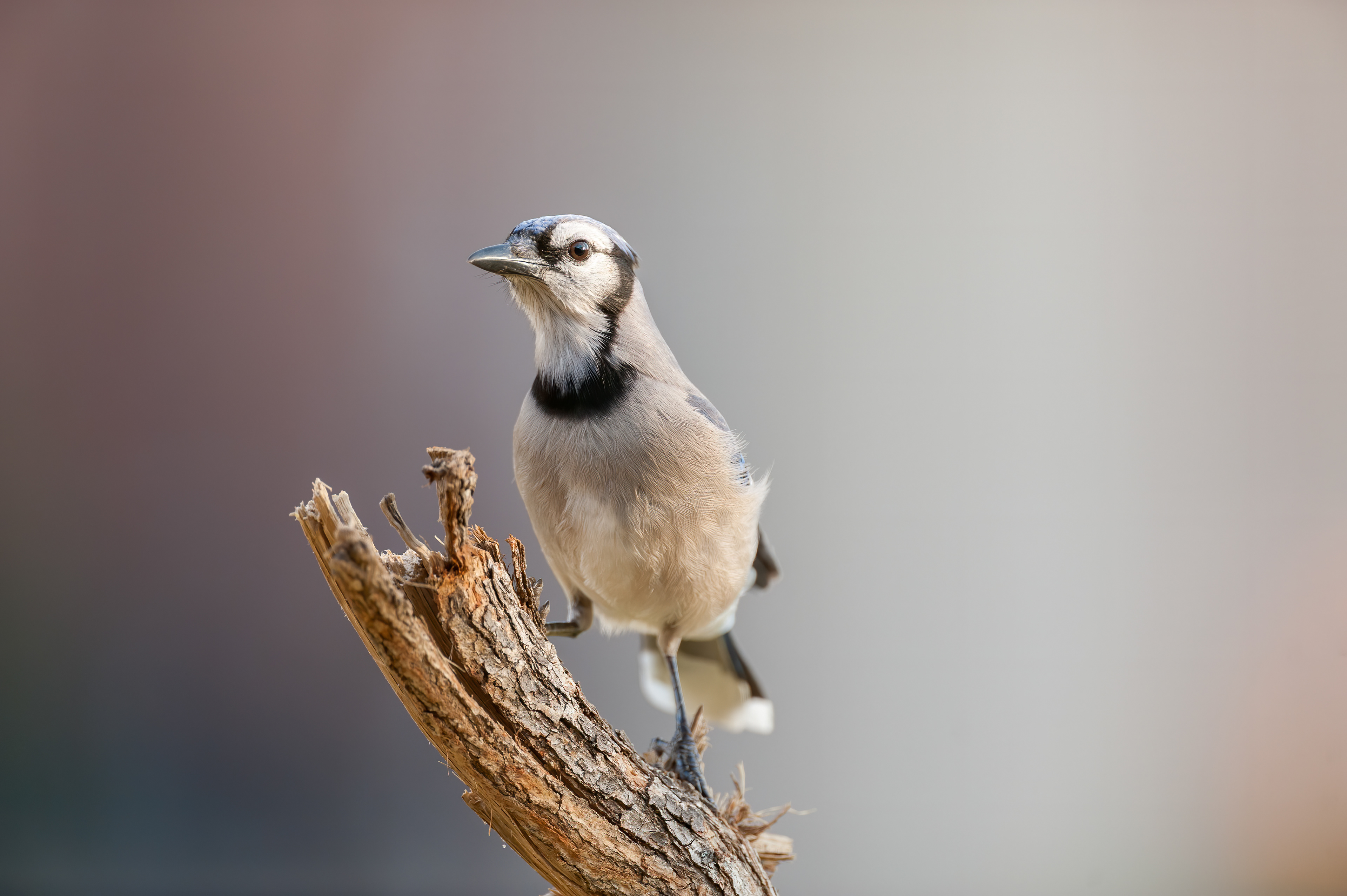 Blue Jay