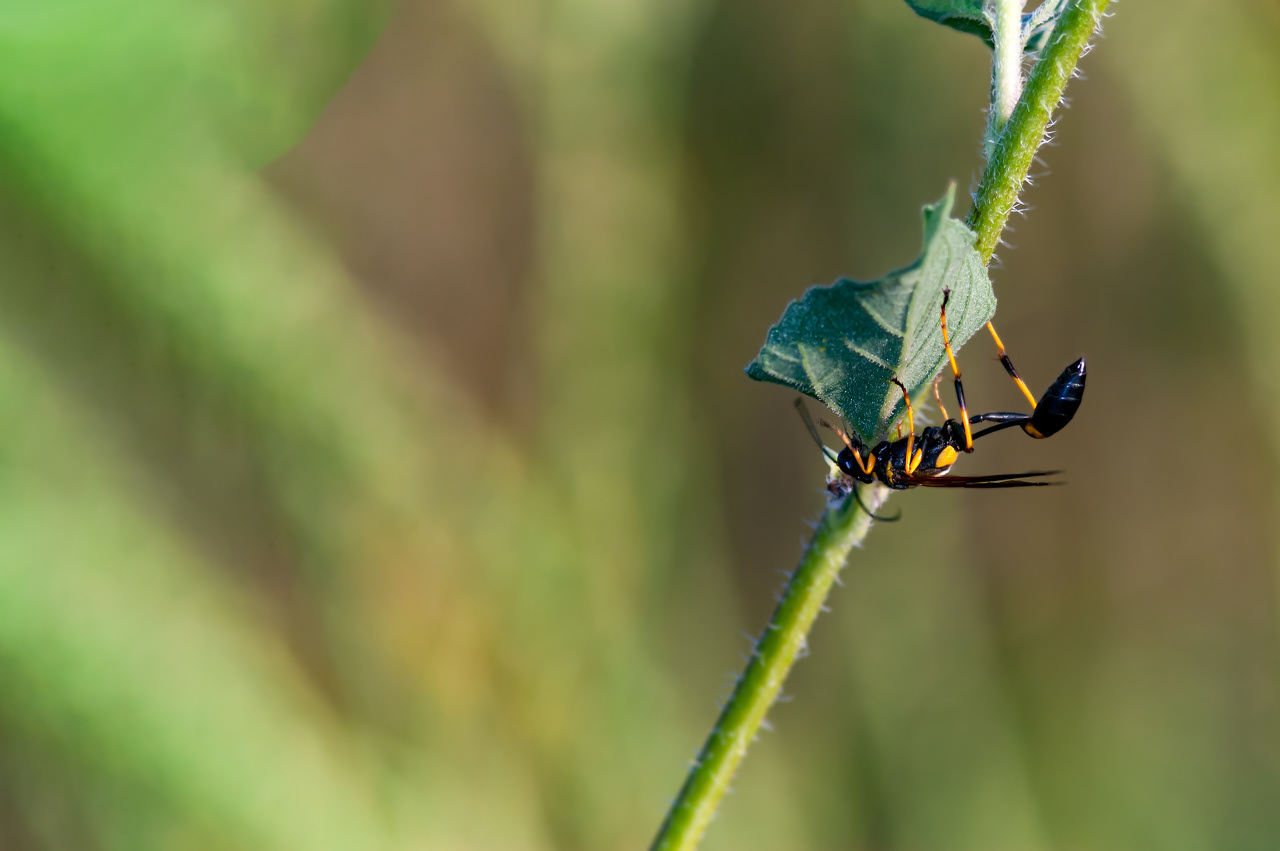 Black & Yellow Mud Dauber