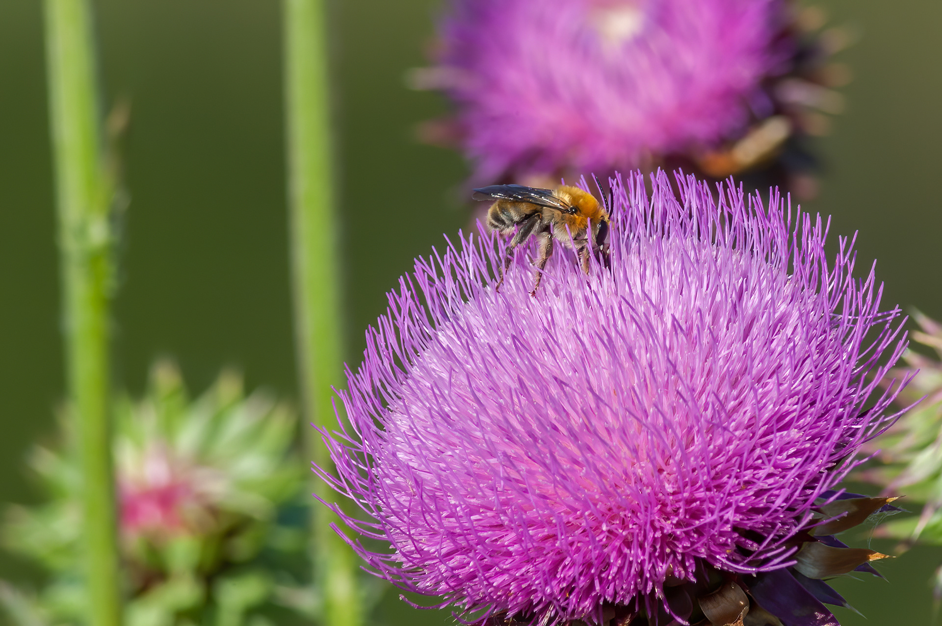 Honeybee (Apis Mellifera)