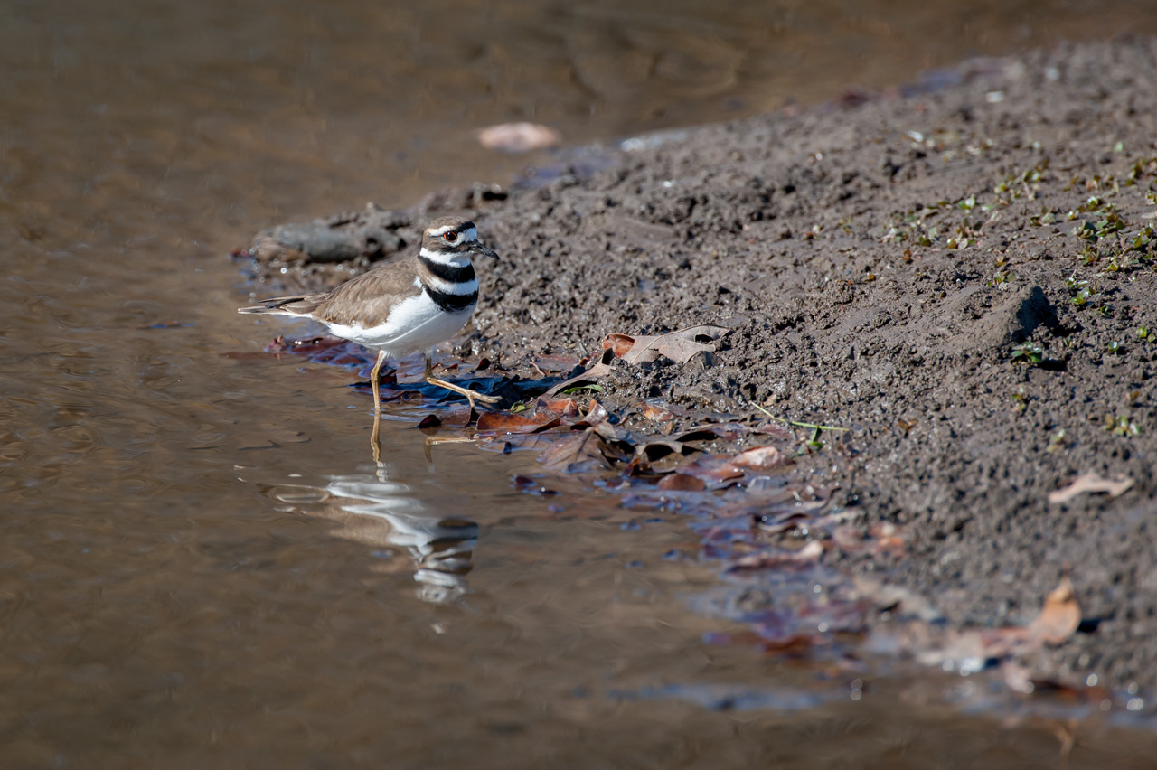 Killdeer tasing along the shore
