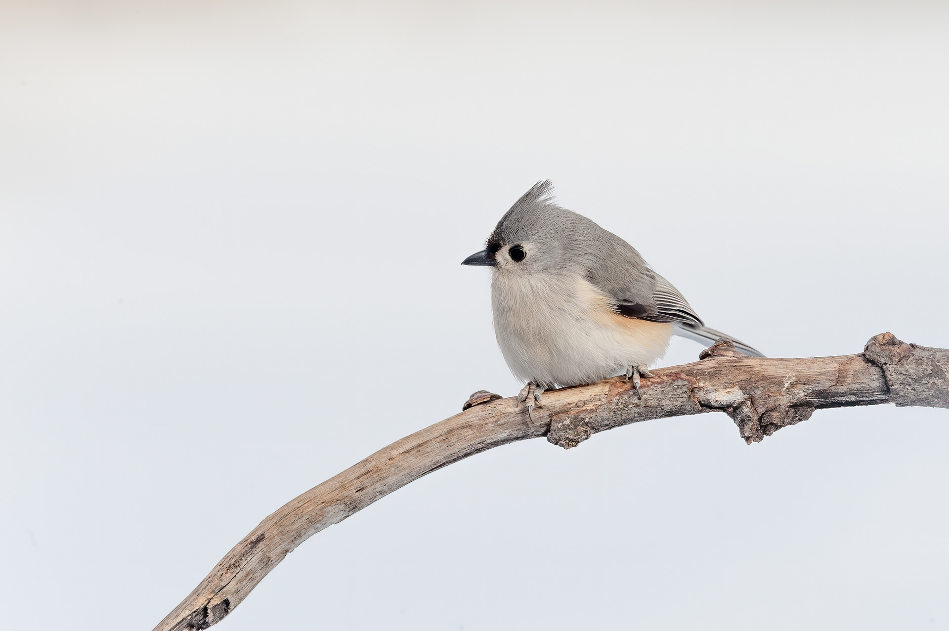 Tufted Titmouse