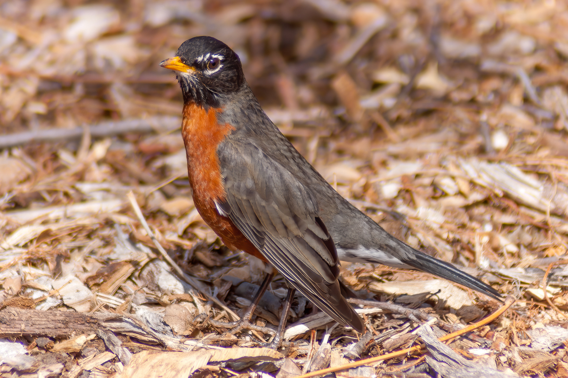 American Robin - Male