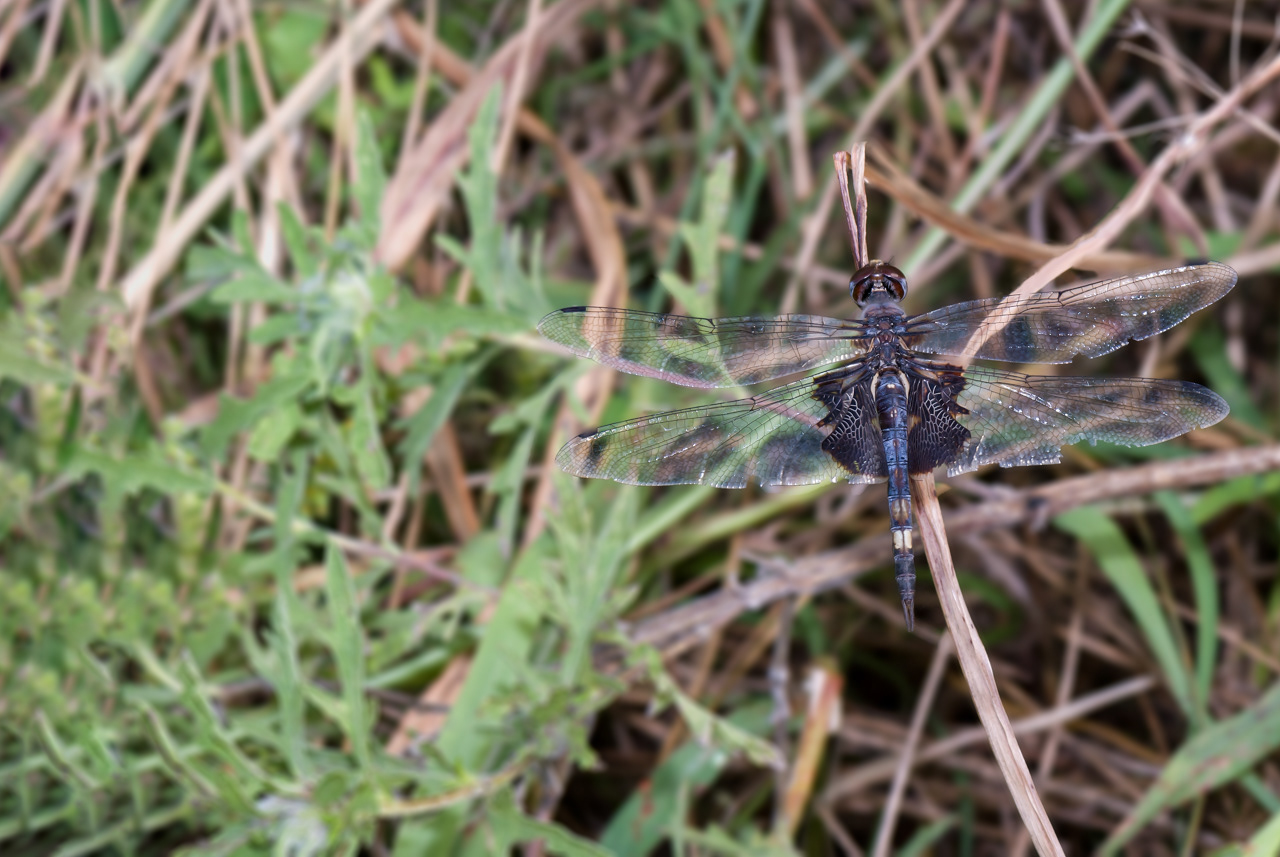 Black Saddlebags Dragonfly