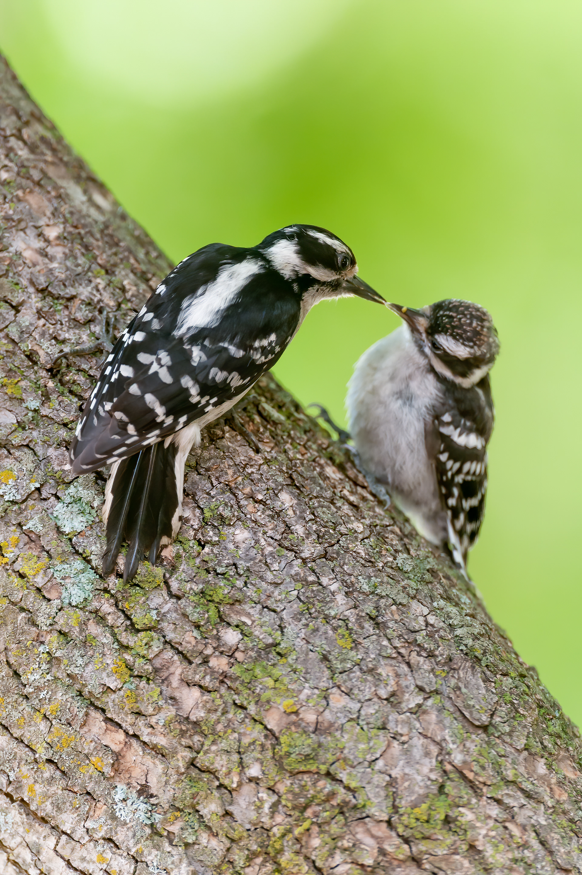 Downy Woodpecker - Female