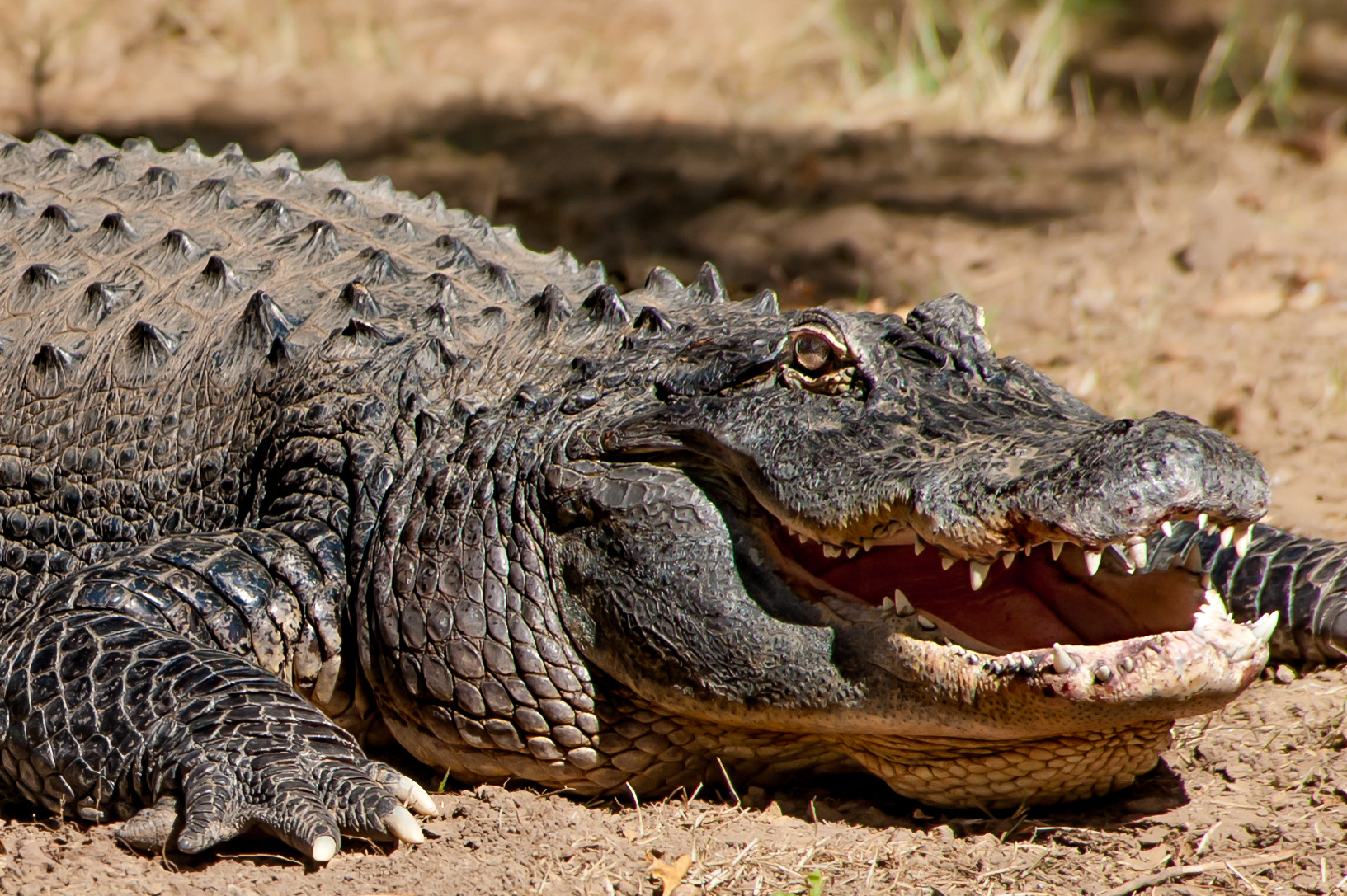 American Alligator (Alligator mississippiensis)