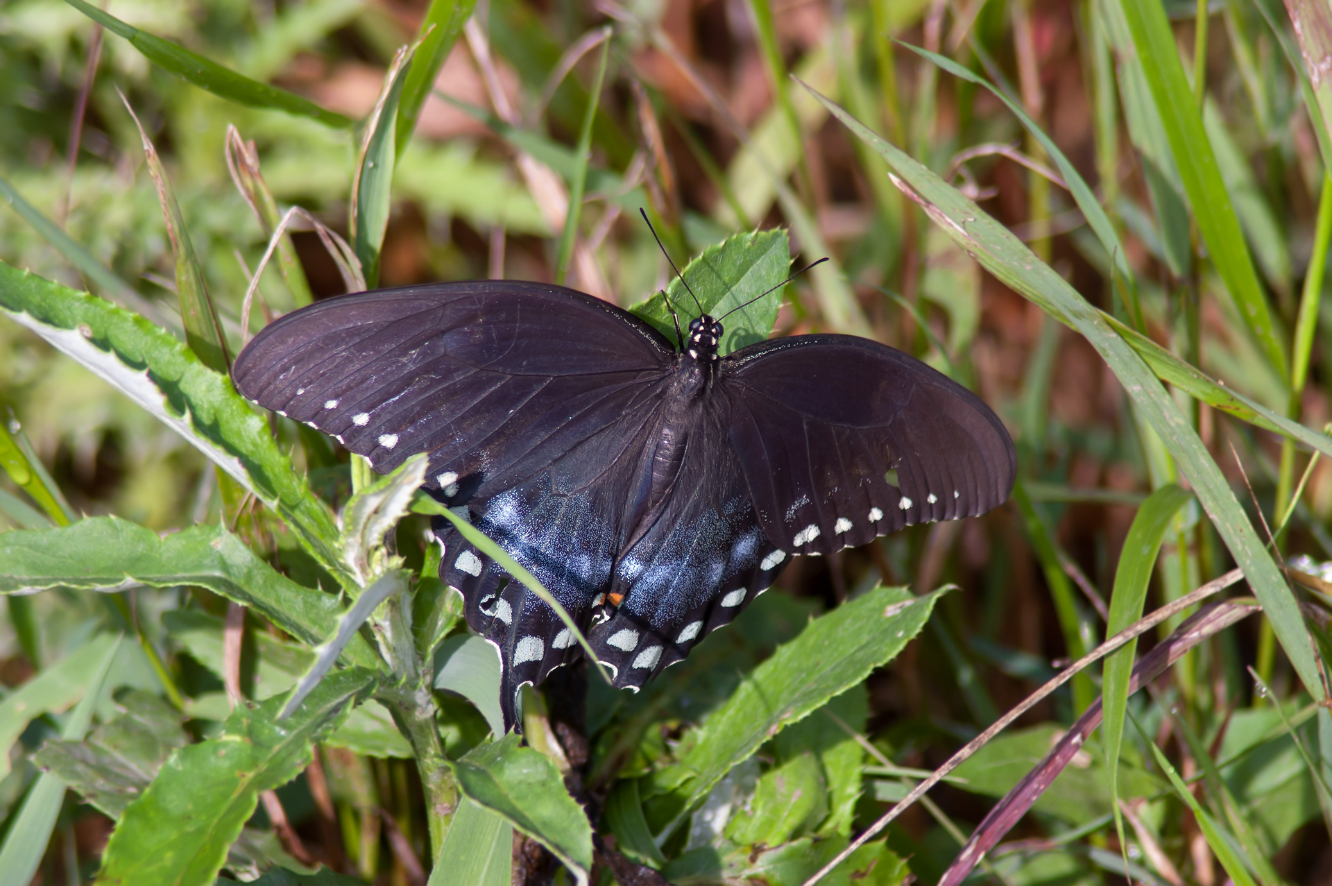 Spicebush Swallowtail Butterfly