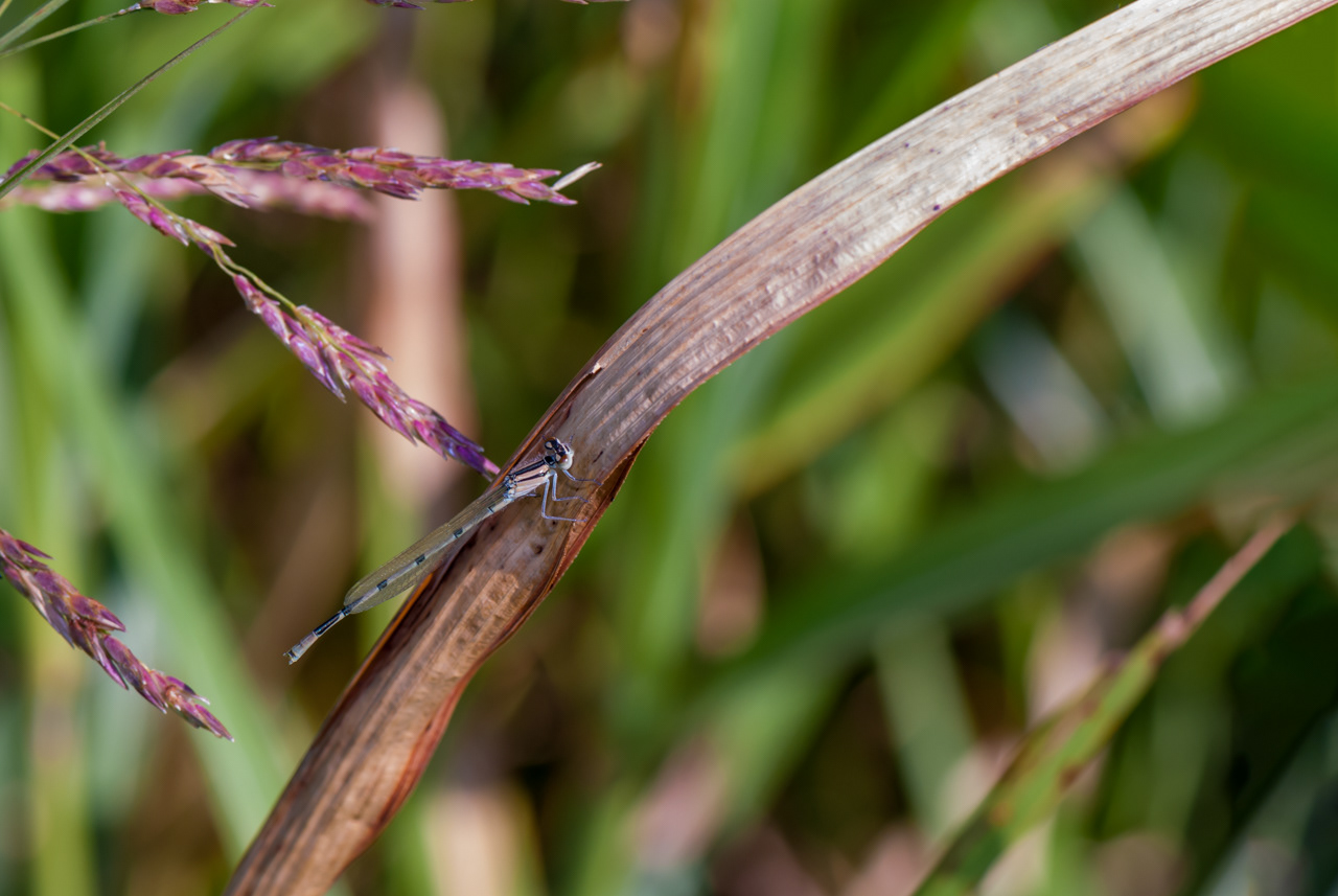 Familiar Blue Damselfly