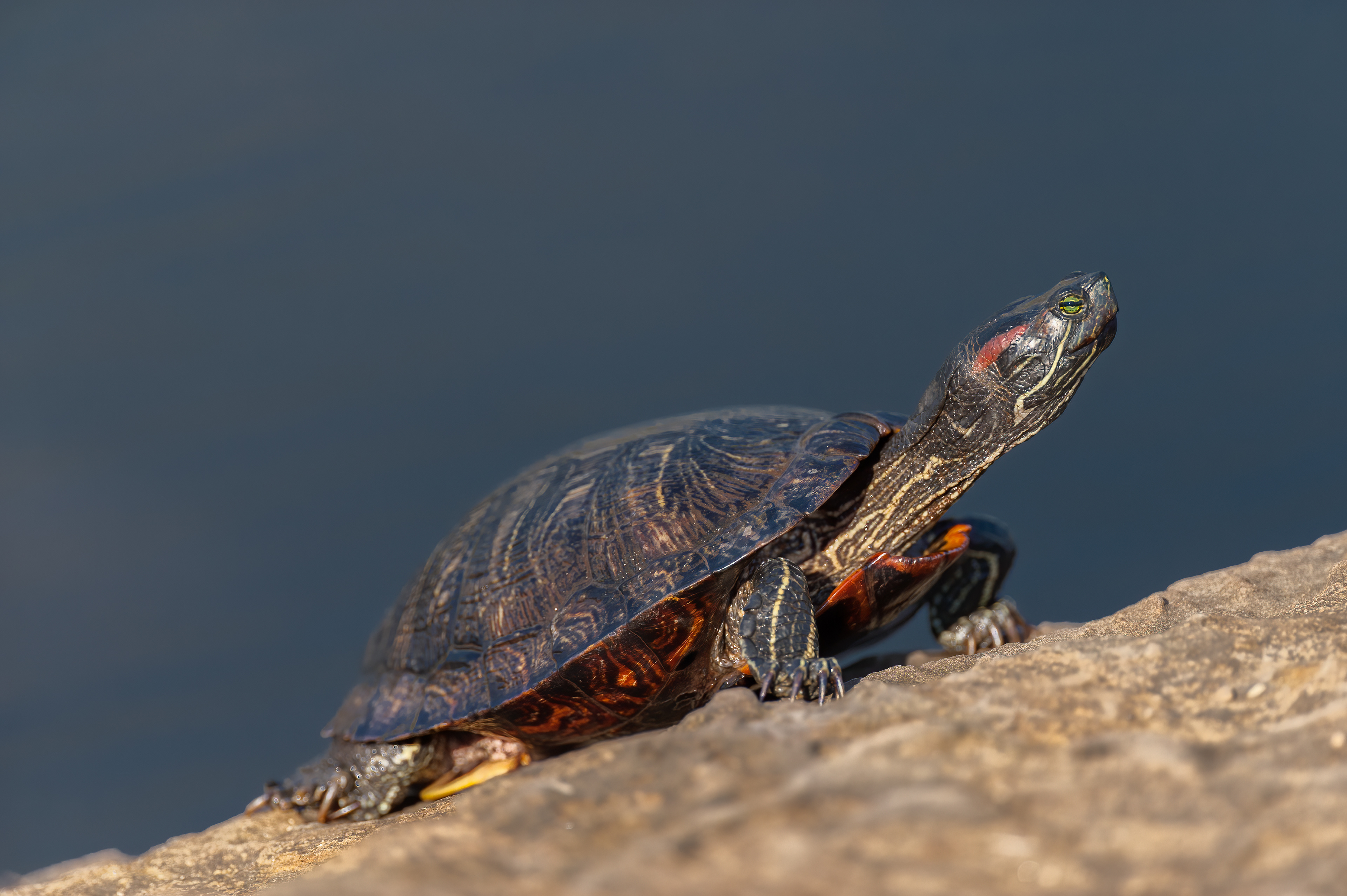 Red-eared Slider (Trachemys scripta elegans)