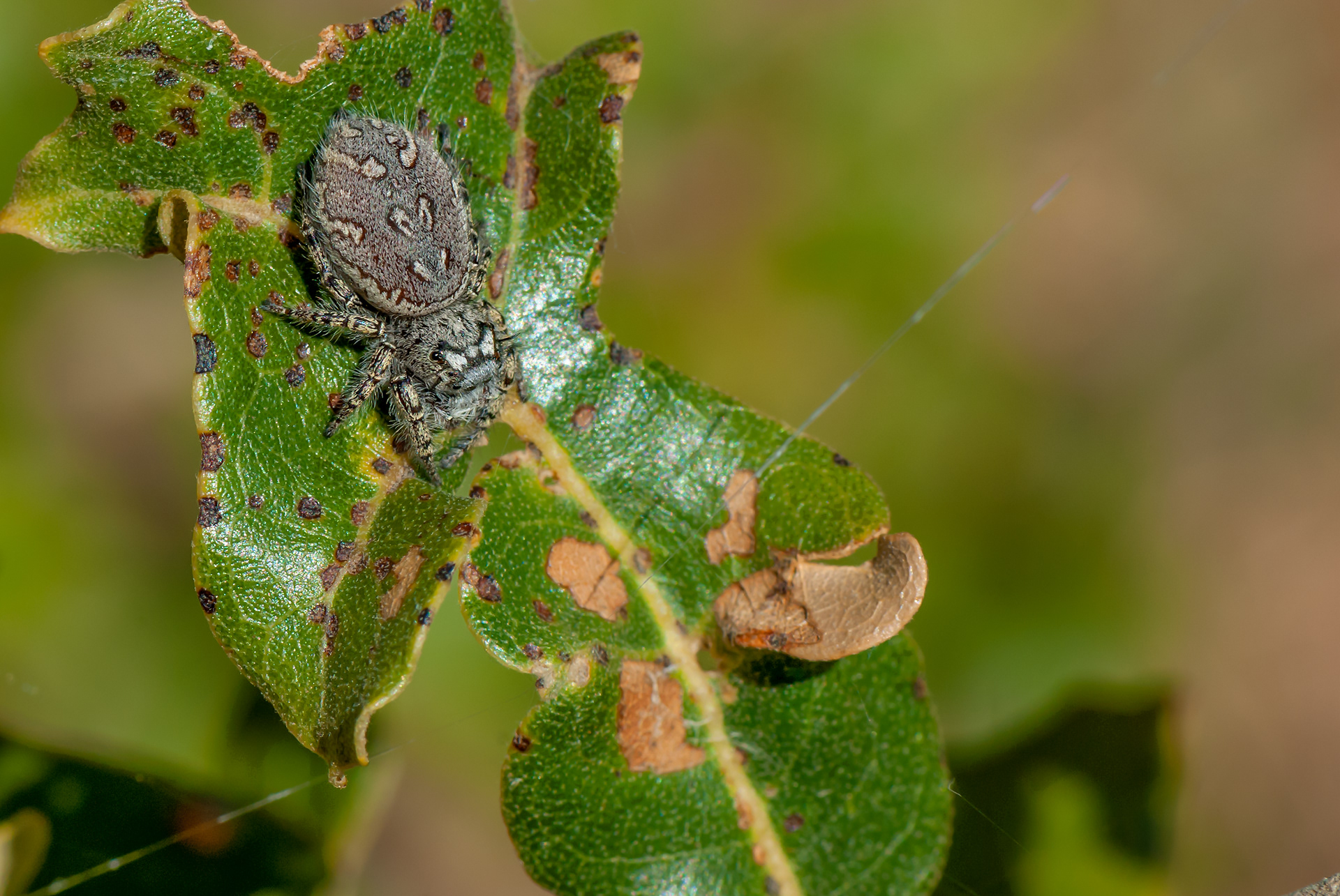 Spotted Orbweaver Spider (Neoscona sp.)