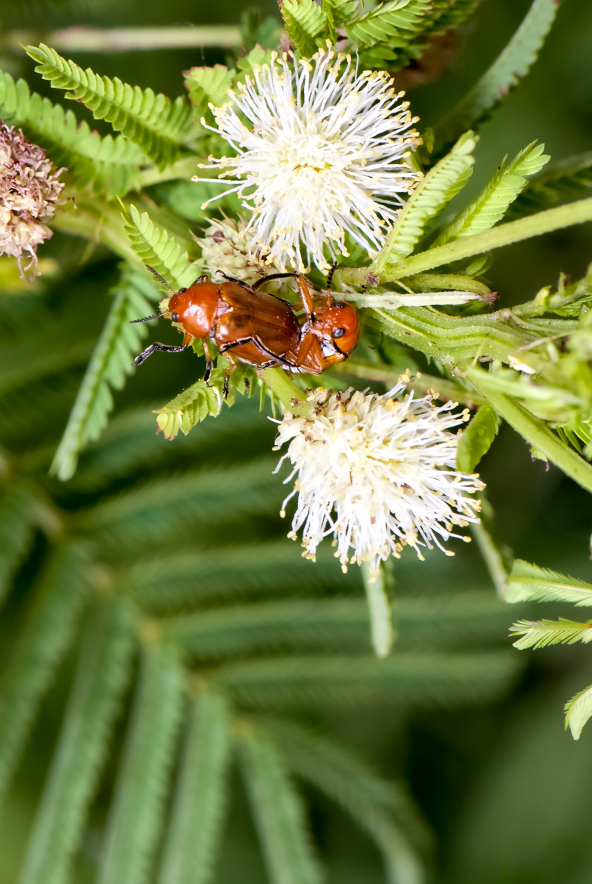 Mat Beetles Mating