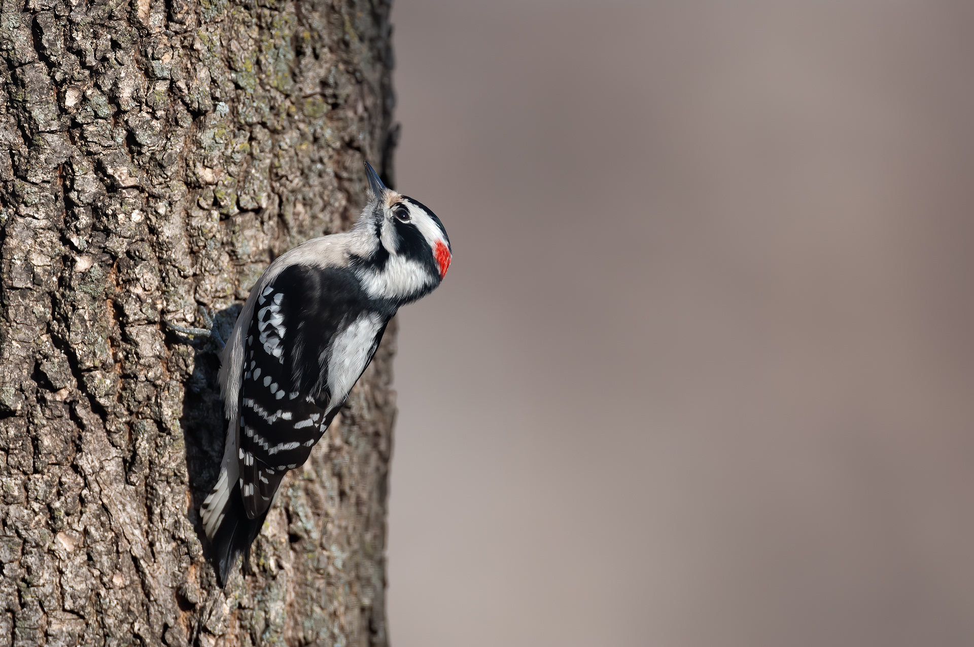 Downy Woodpecker - Male