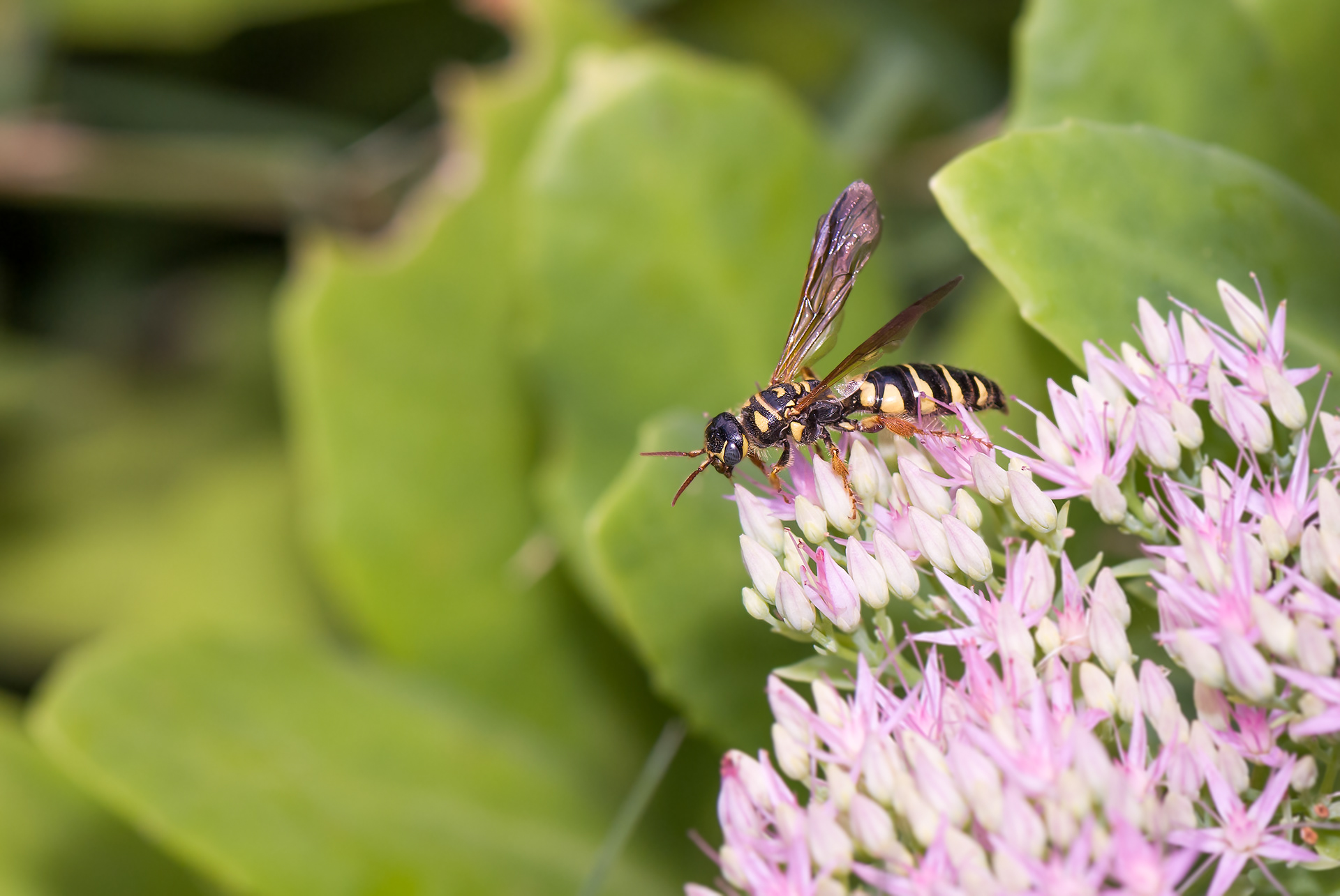 Sand Wasp (Bicyrtes quadrifasciatus