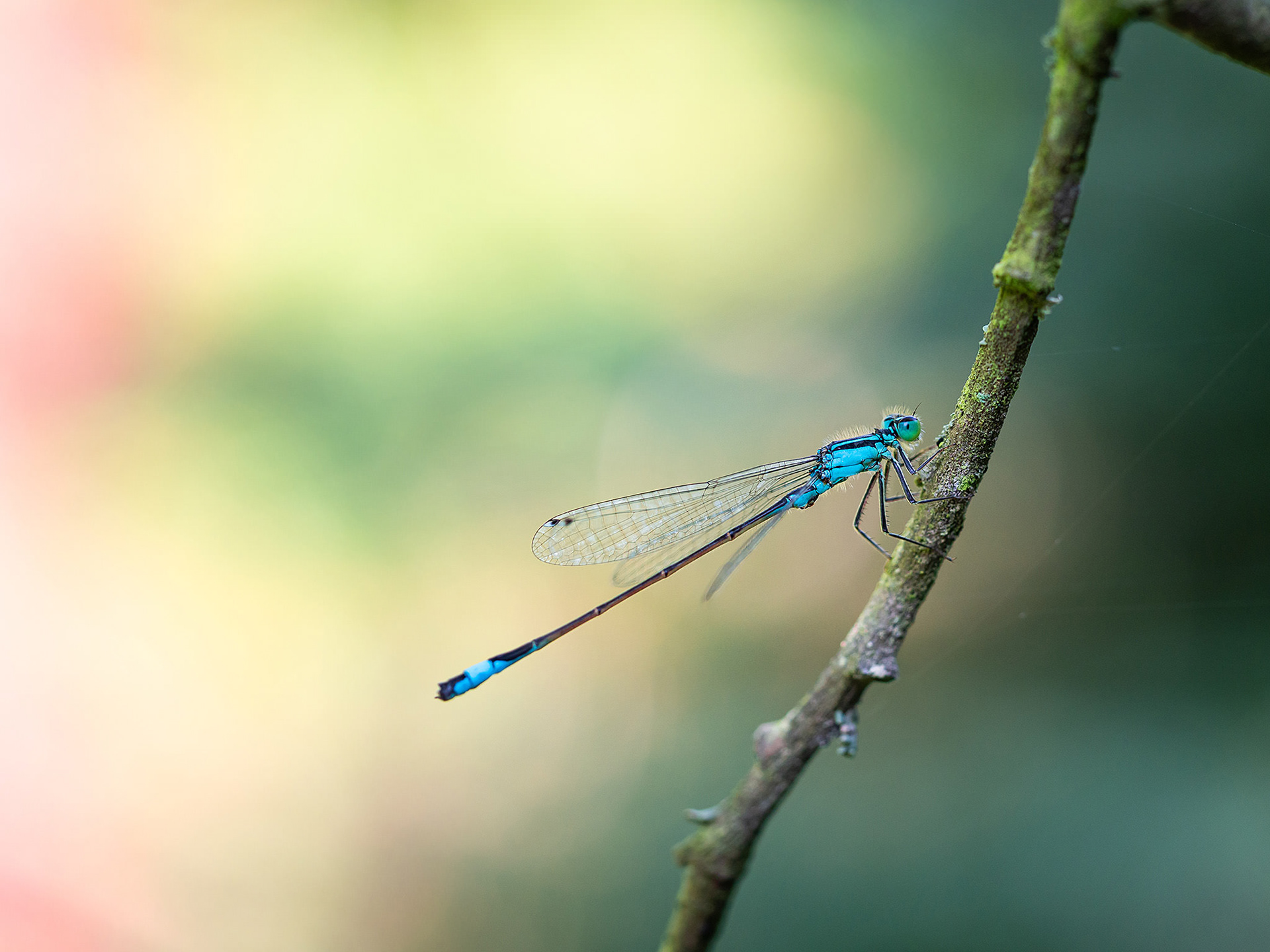 Blue-tailde damselfy (Ischnura elegans)