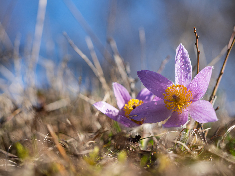 Greater pasque flower (Pulsatilla grandis)